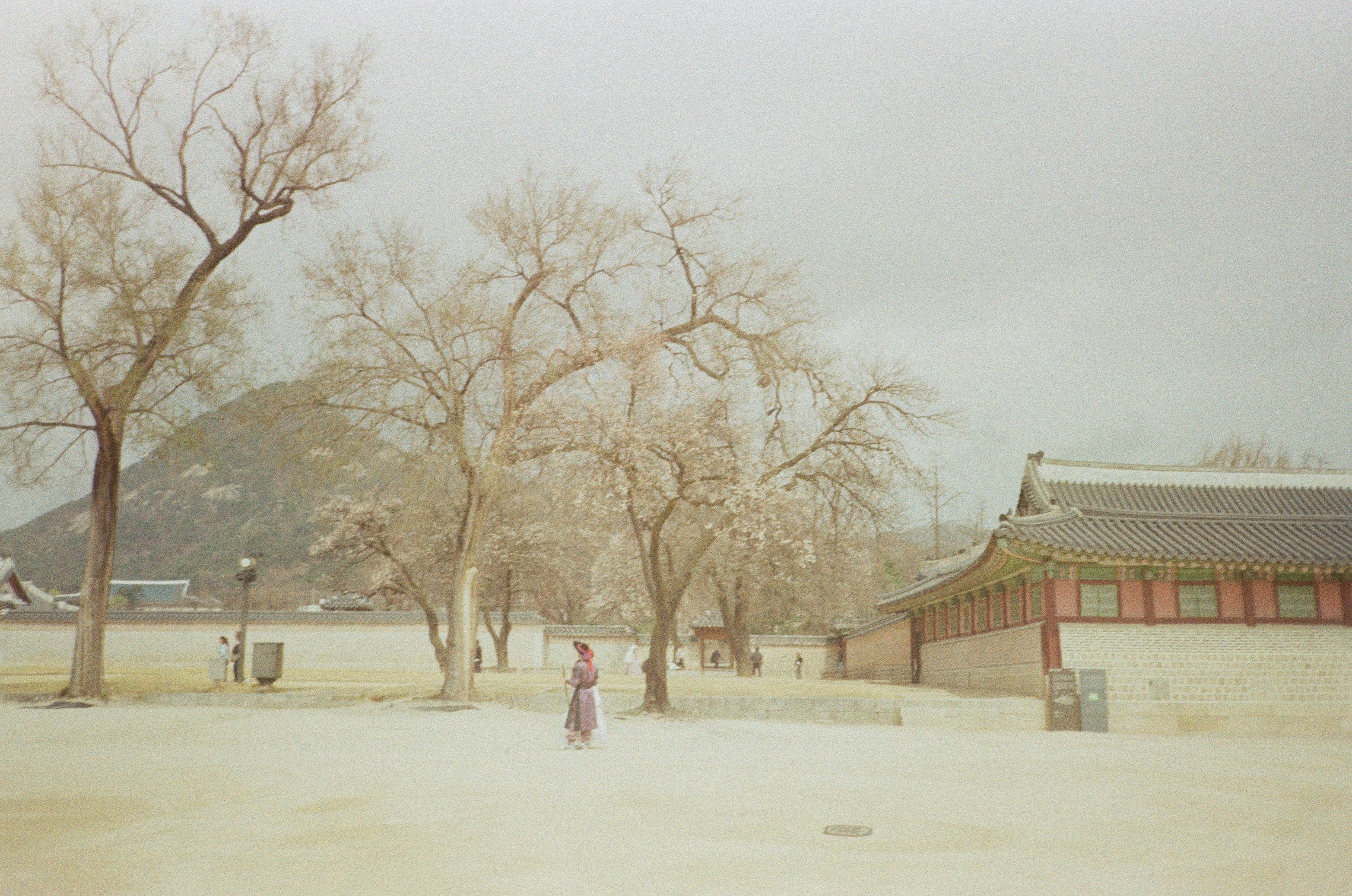 A person strolls through a korean palace courtyard.