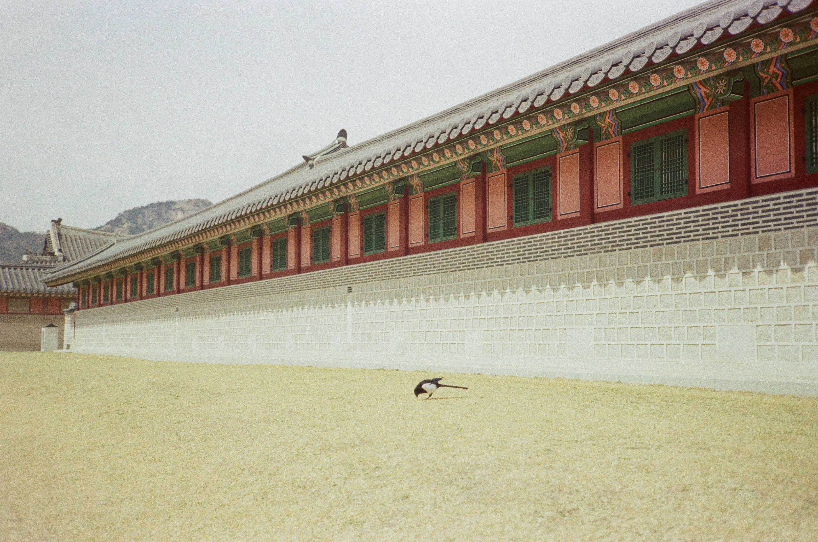 오십견 자가 관리를 위한 어깨 스트레칭 및 재활 운동 예시 그림.
