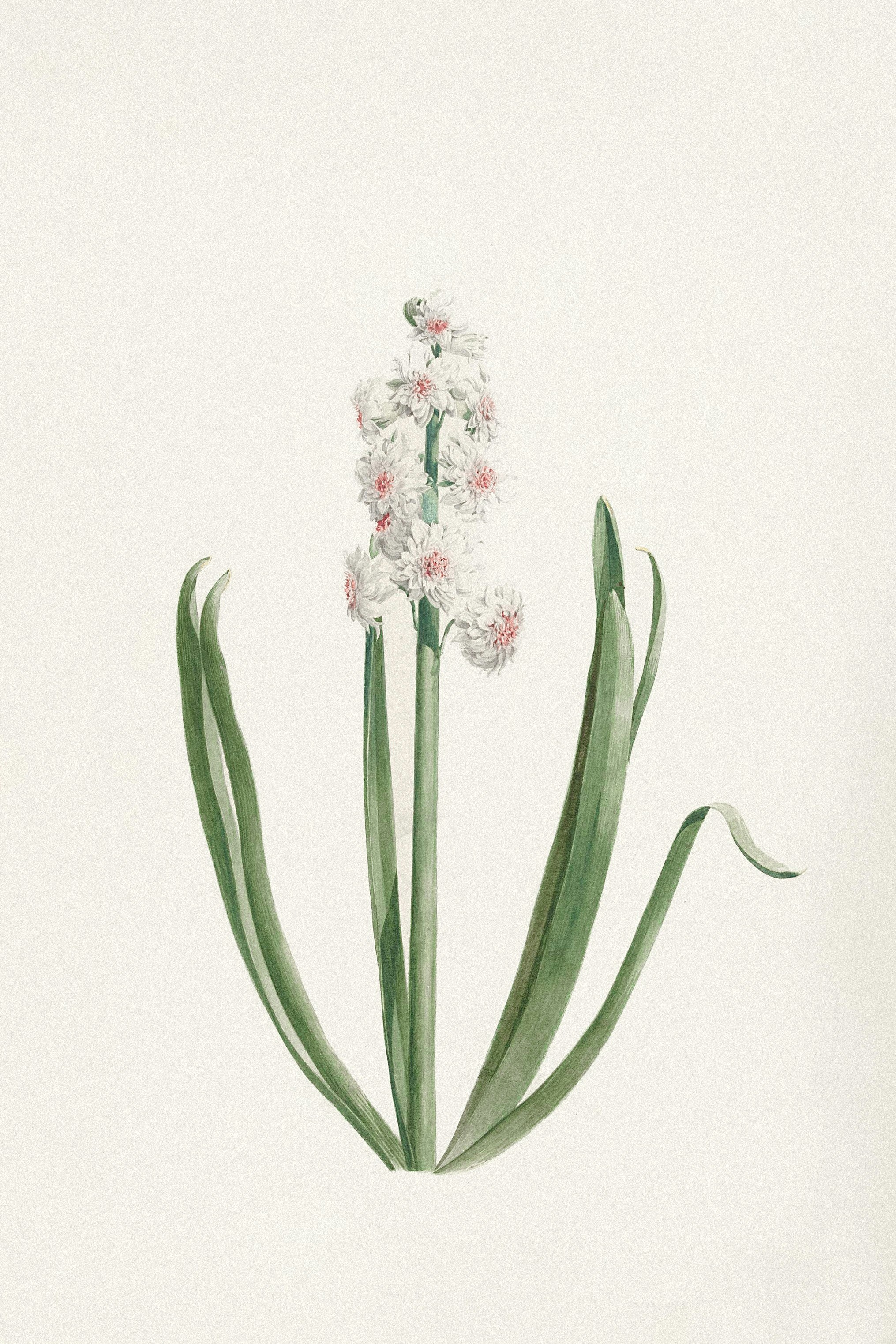 水彩画原画ヒヤシンス 自作絵画 原画【ヒヤシンス】水彩画 色鉛筆画