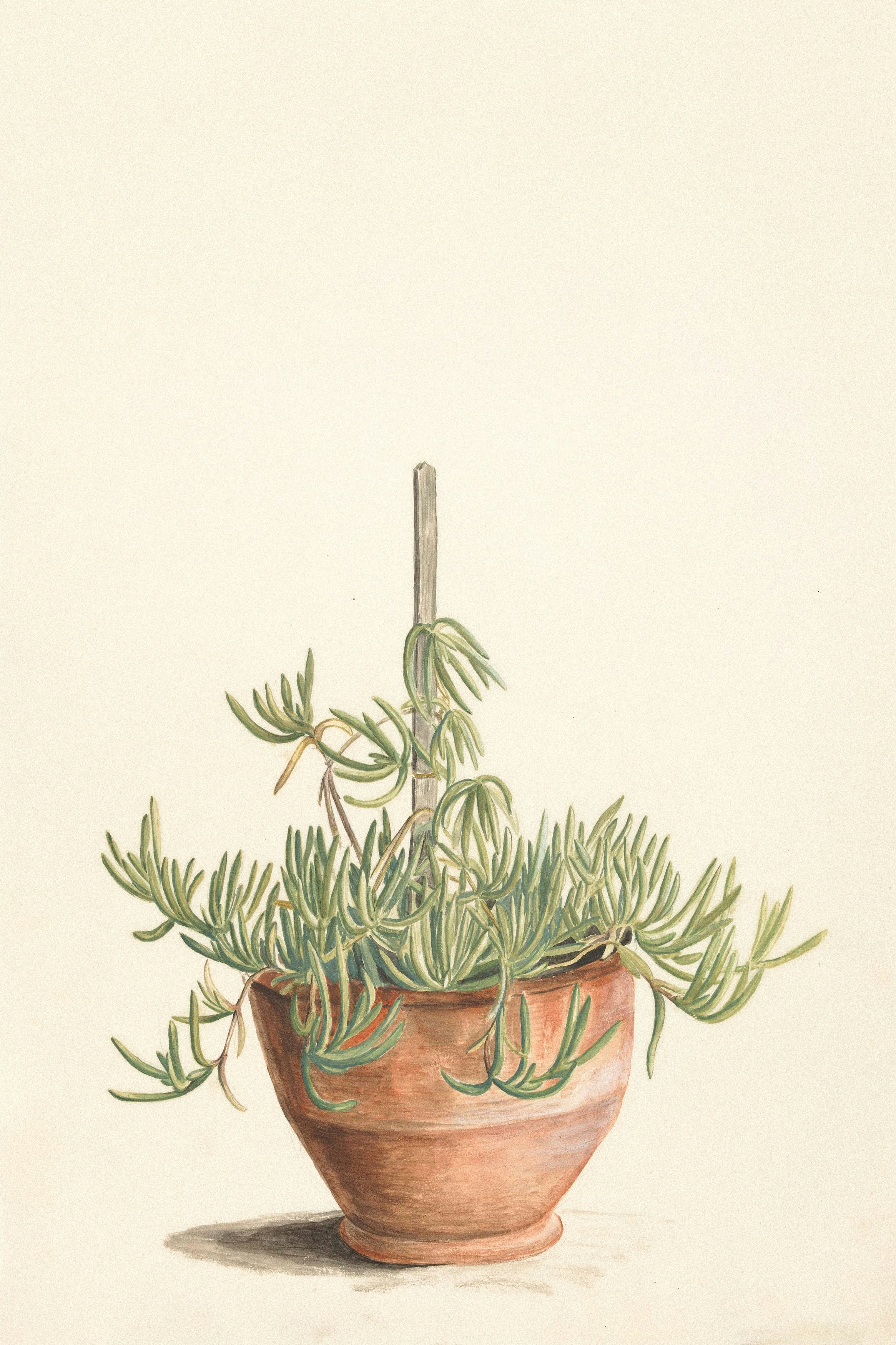 Una planta suculenta en una maceta de terracota