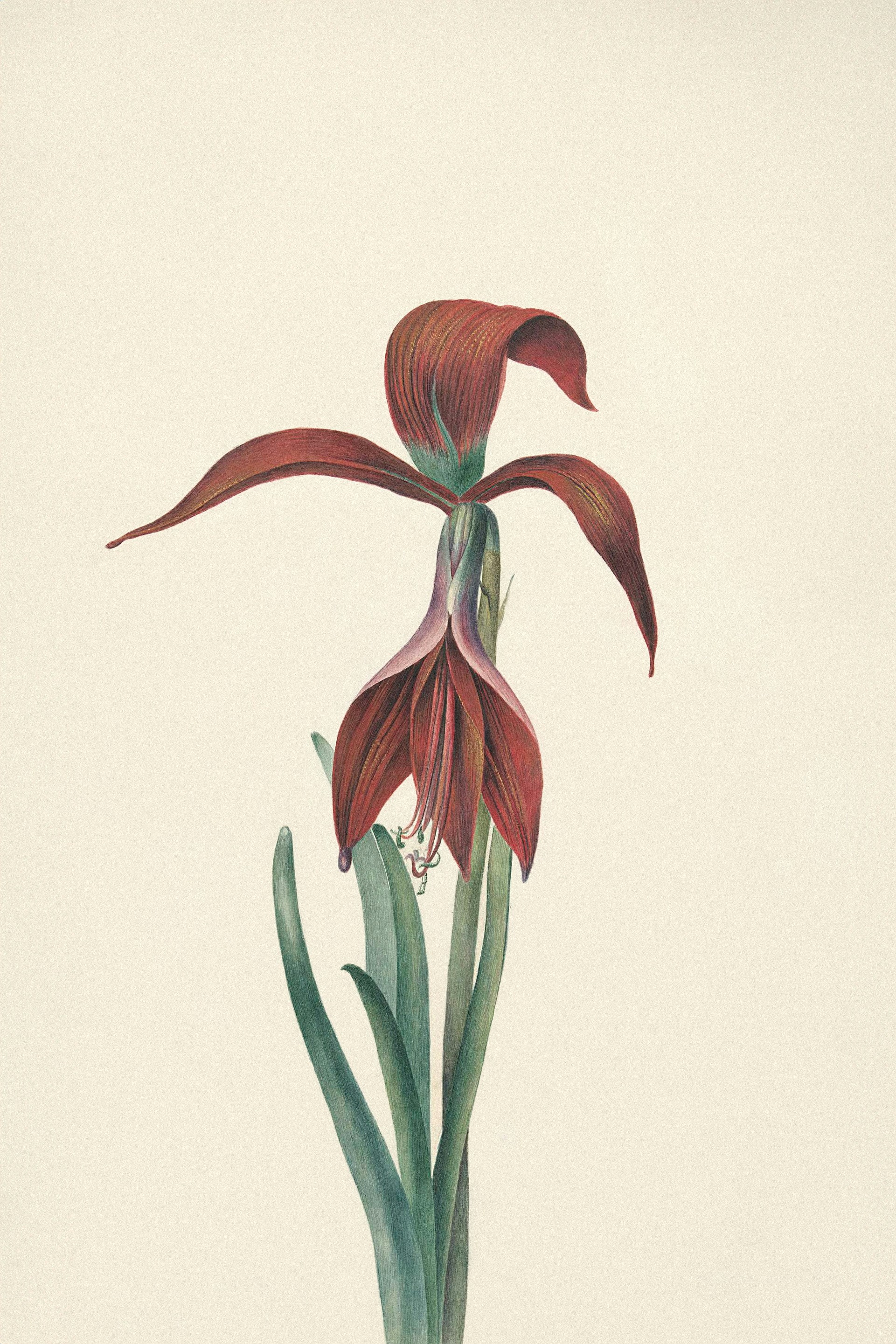 Amaryllis (Hippeastrum) plant