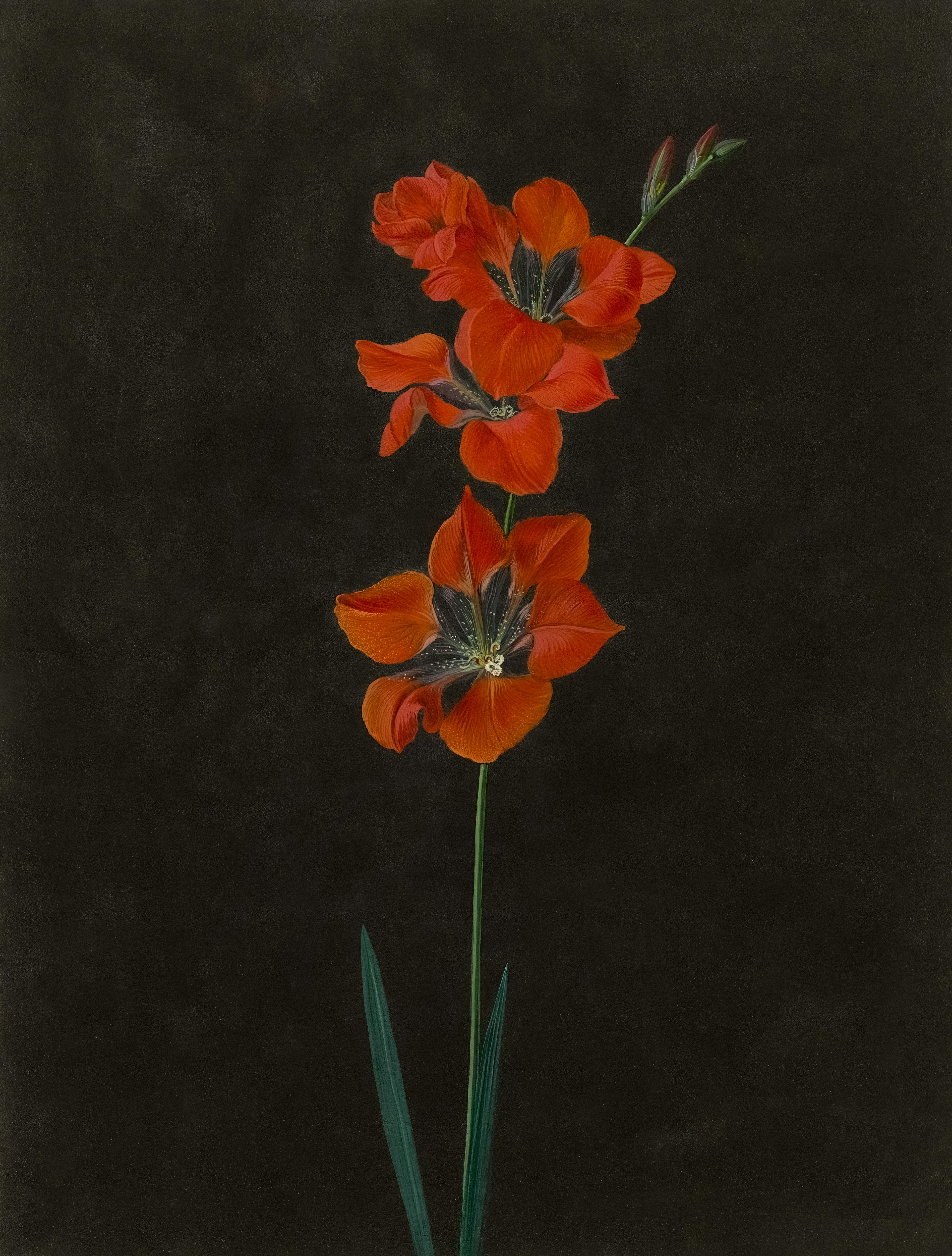 Vibrant red flowers blossom against a dark background.