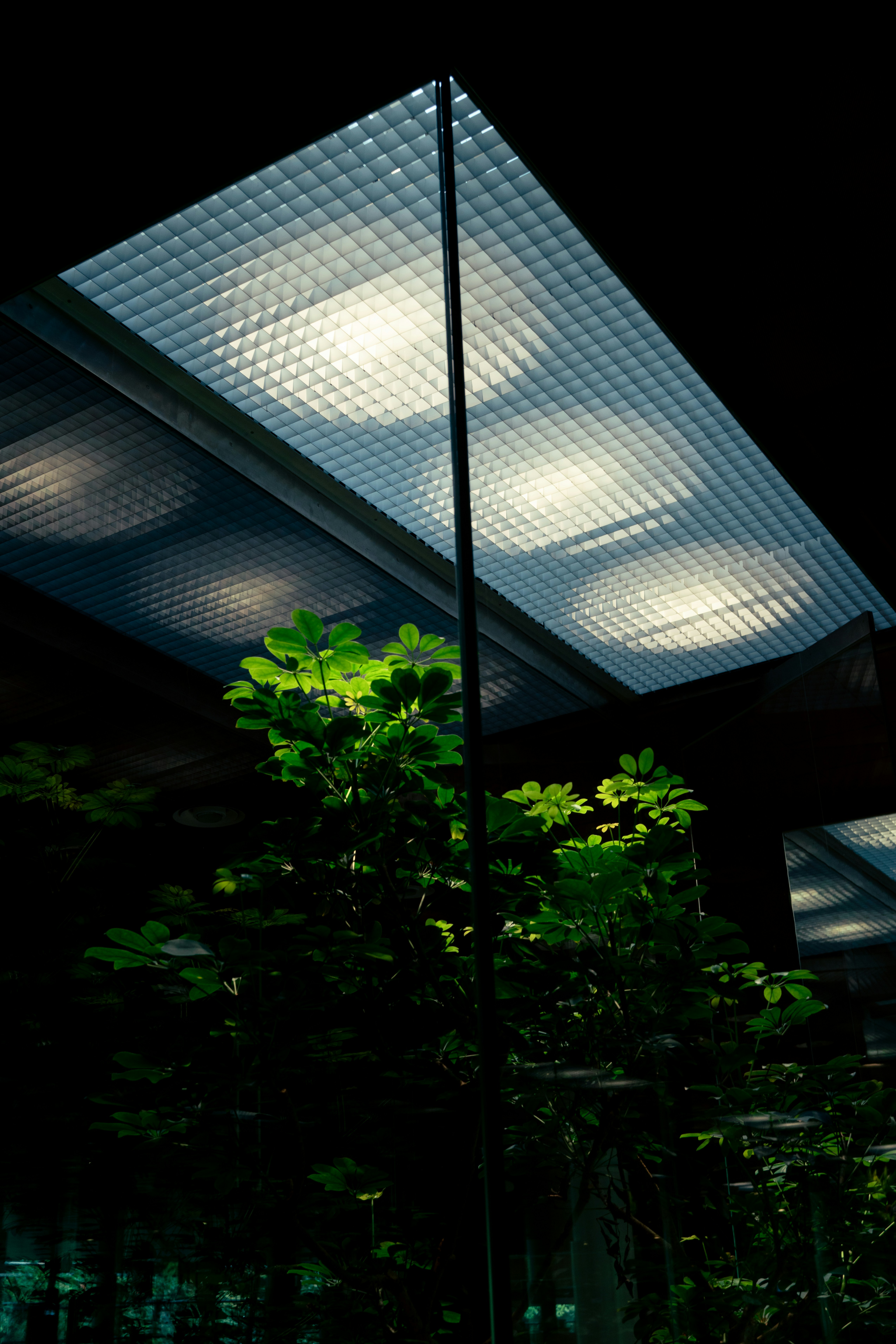 Licht scheint auf eine Pflanze herab.