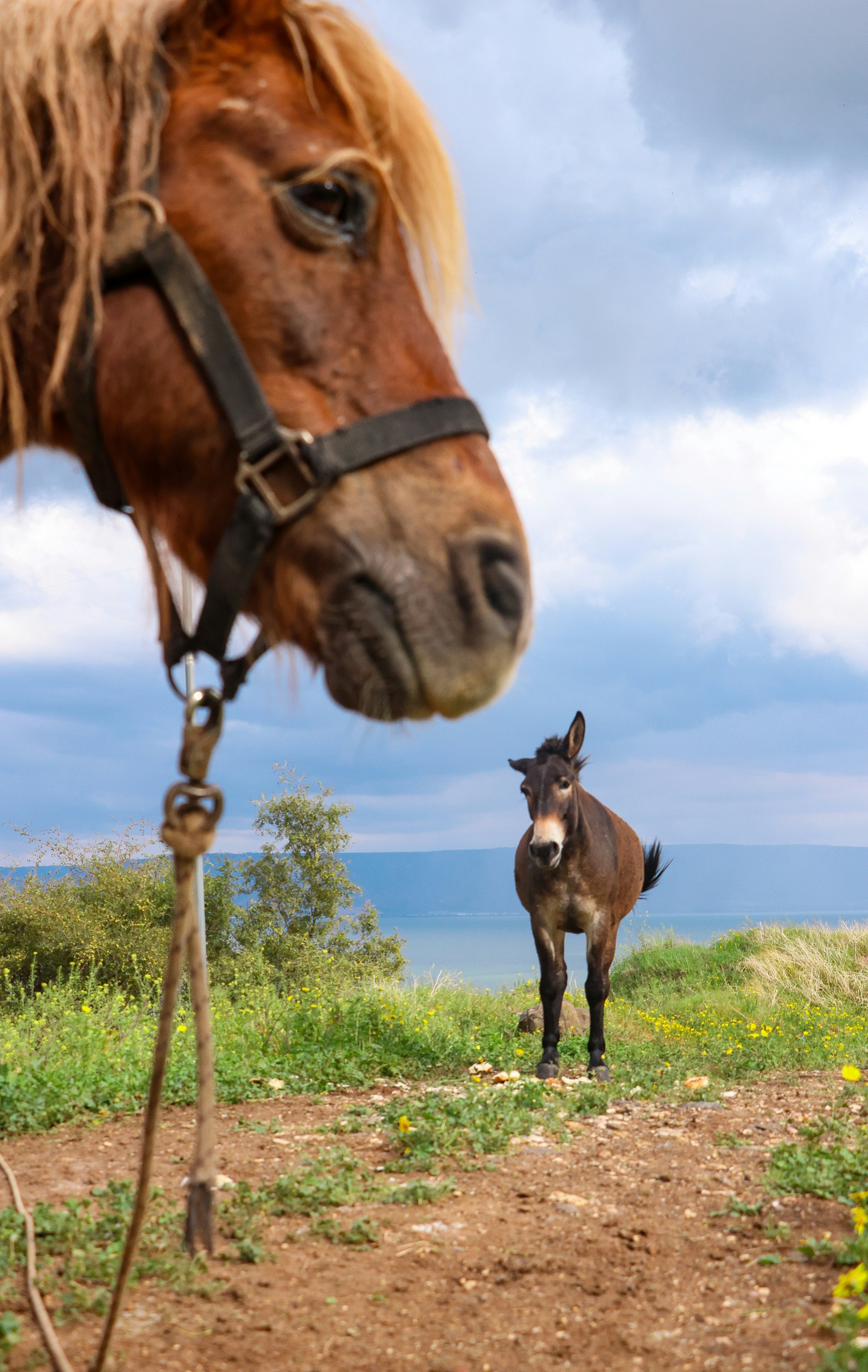 A horse looks at a donkey on a trail.