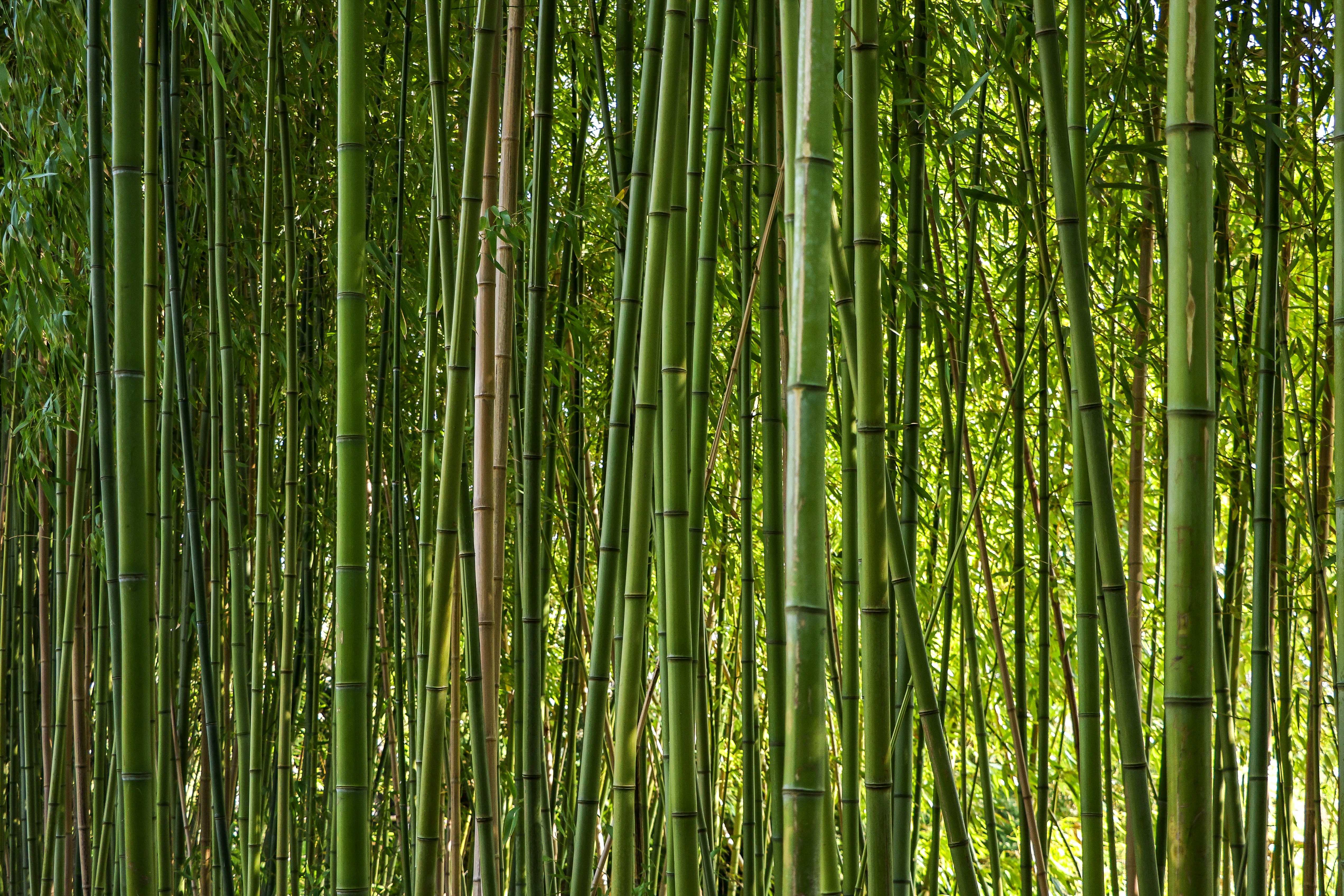 Lush bamboo forest creates a verdant, green scene.