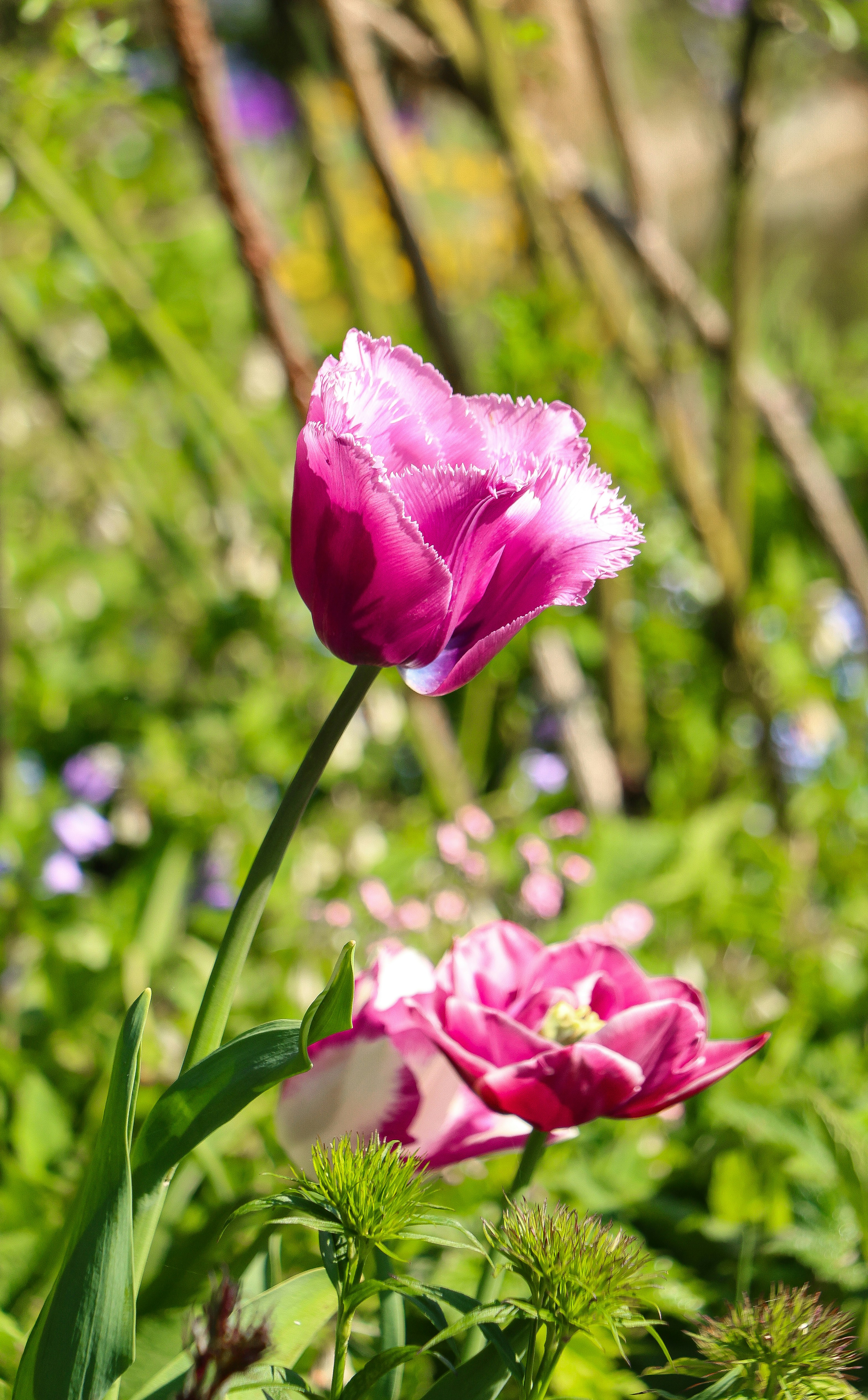 Beautiful purple tulips are in full bloom.