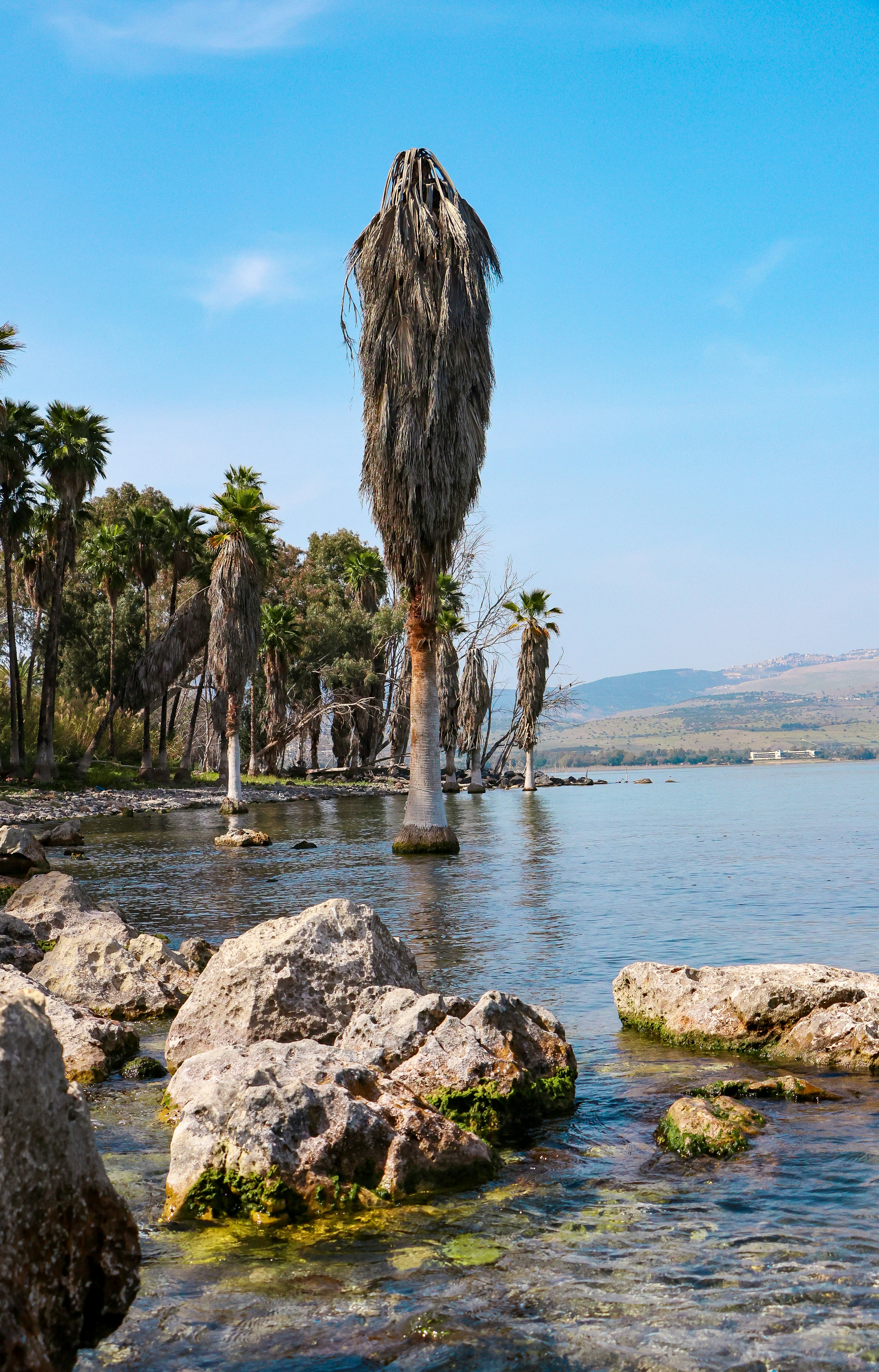 Palm trees stand in a tranquil lake.