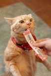 Medical training pour chat, préparer à une séance d'ostéopathie pour chat