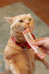 Medical training pour chat, préparer à une séance d'ostéopathie pour chat