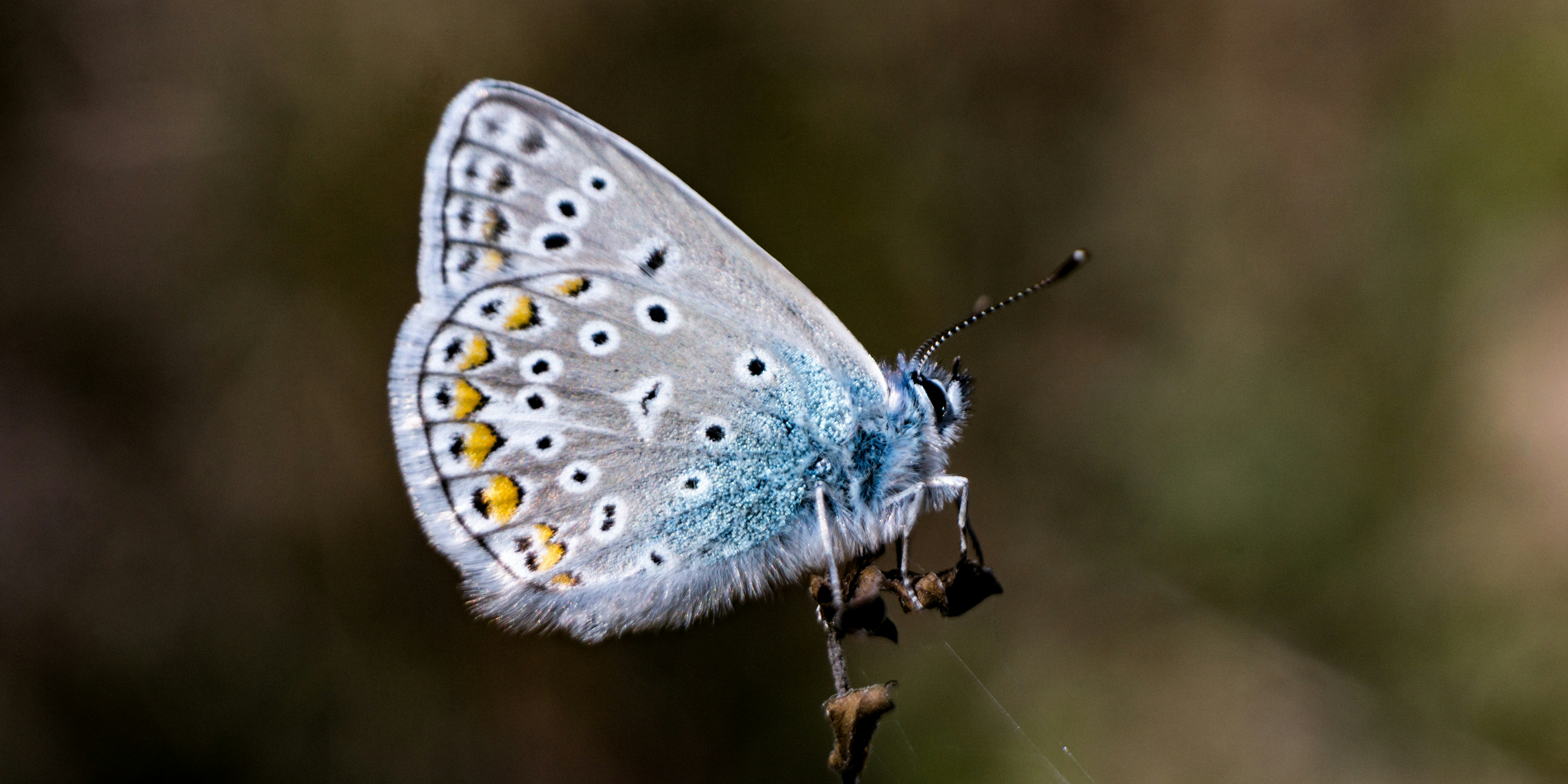 Photo by leksyandrow