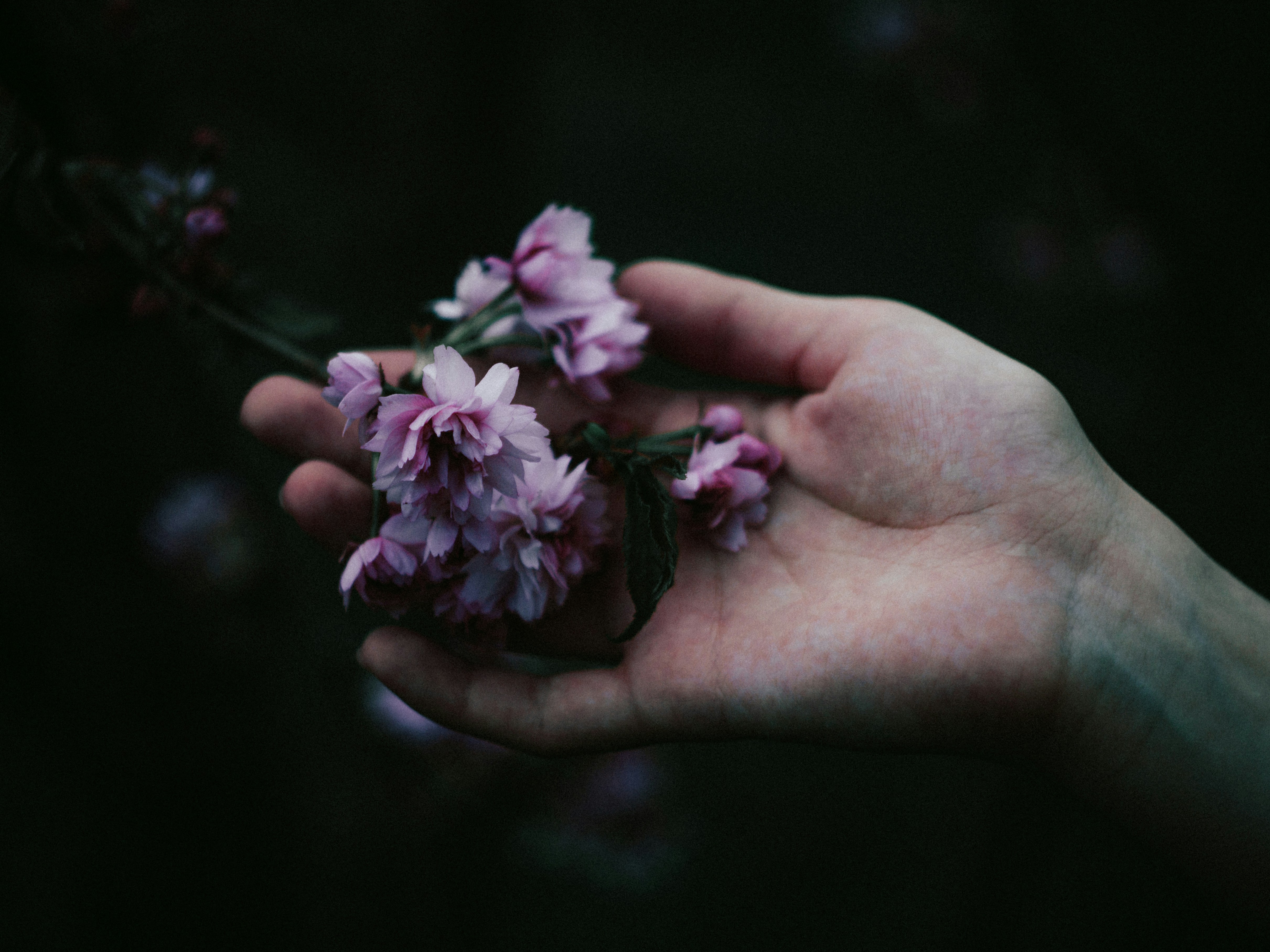 Delicate feminine hands with cherry blossoms