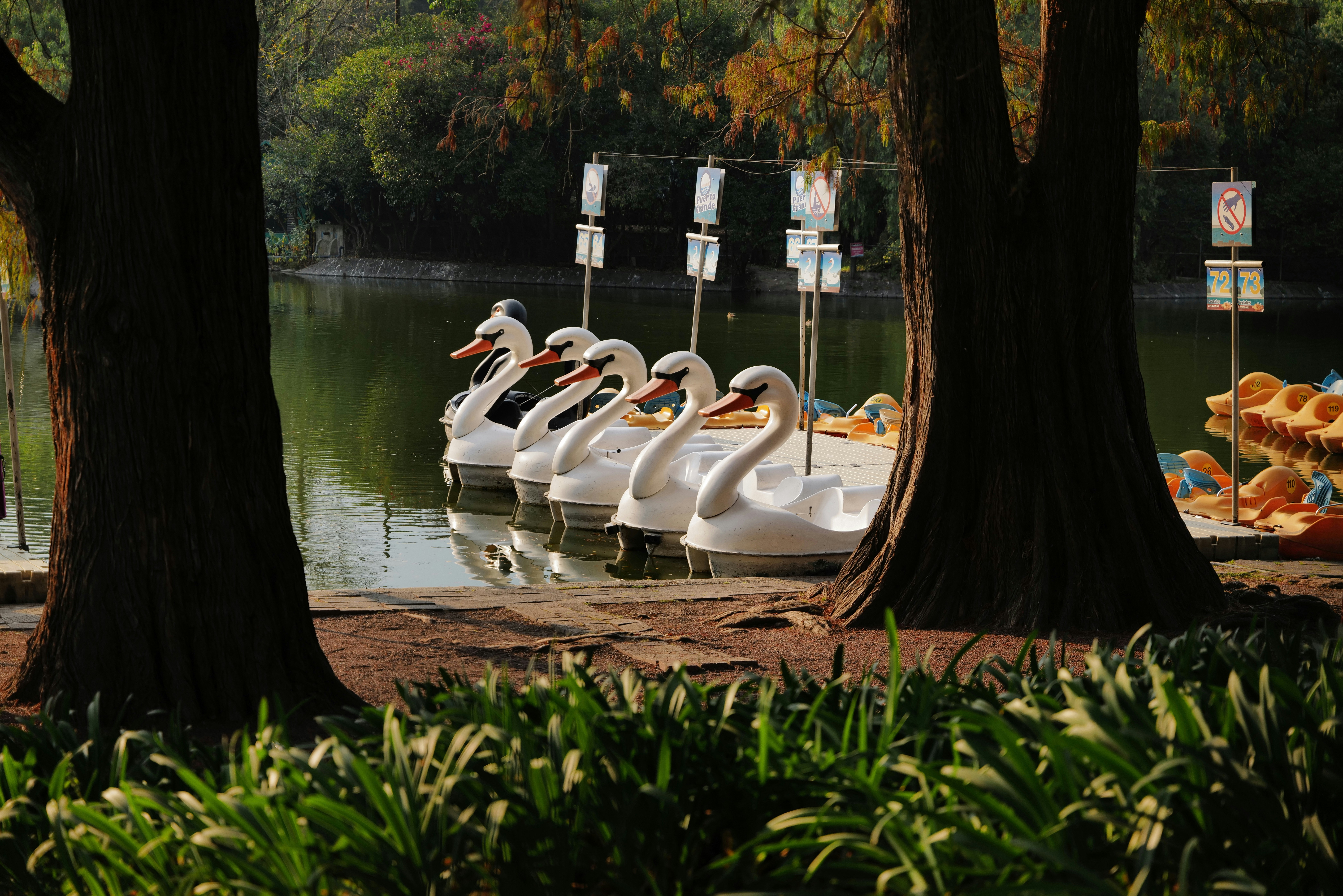 Swan boats are docked at a serene lake.