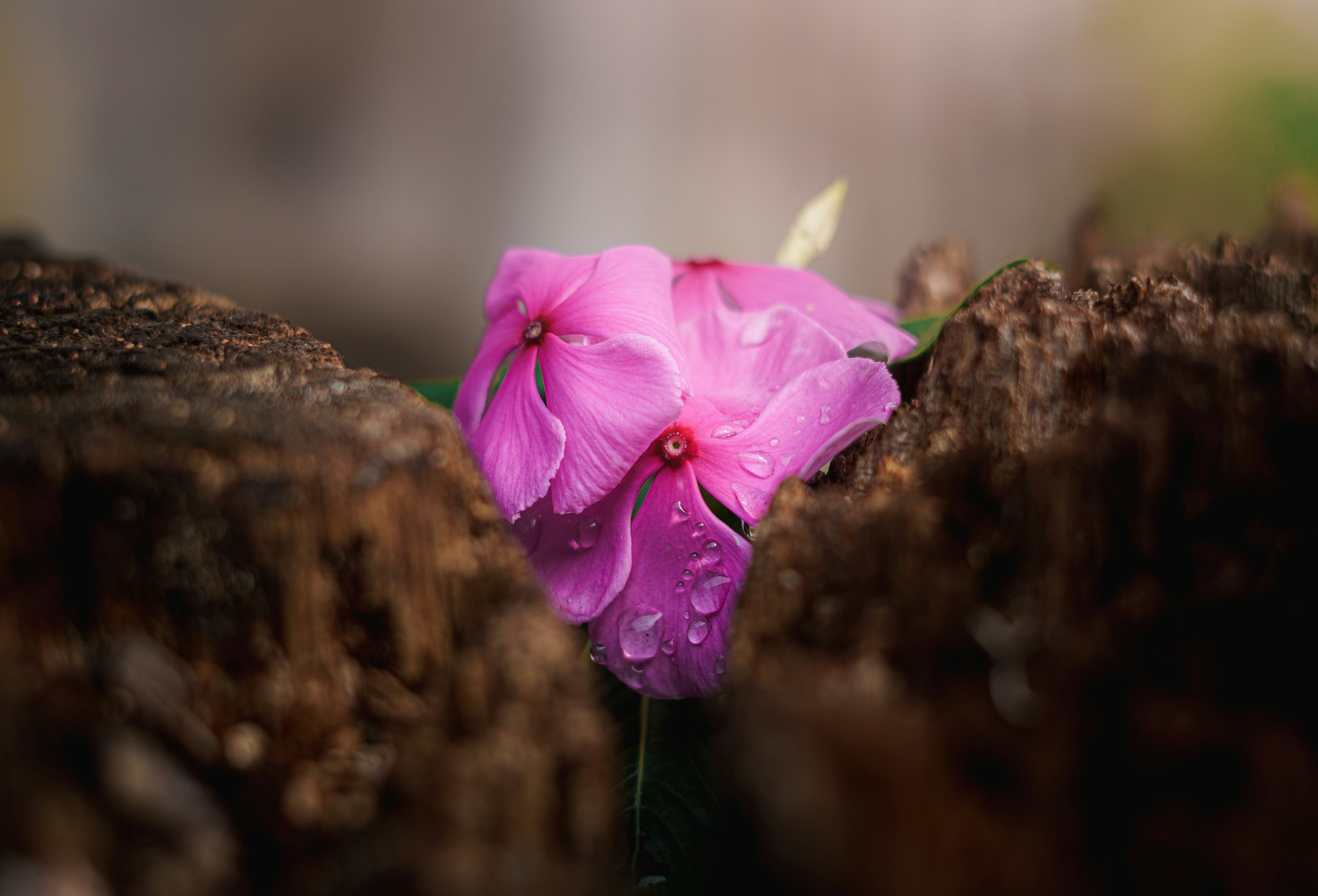 Pink flower blooming between two brown rocks.