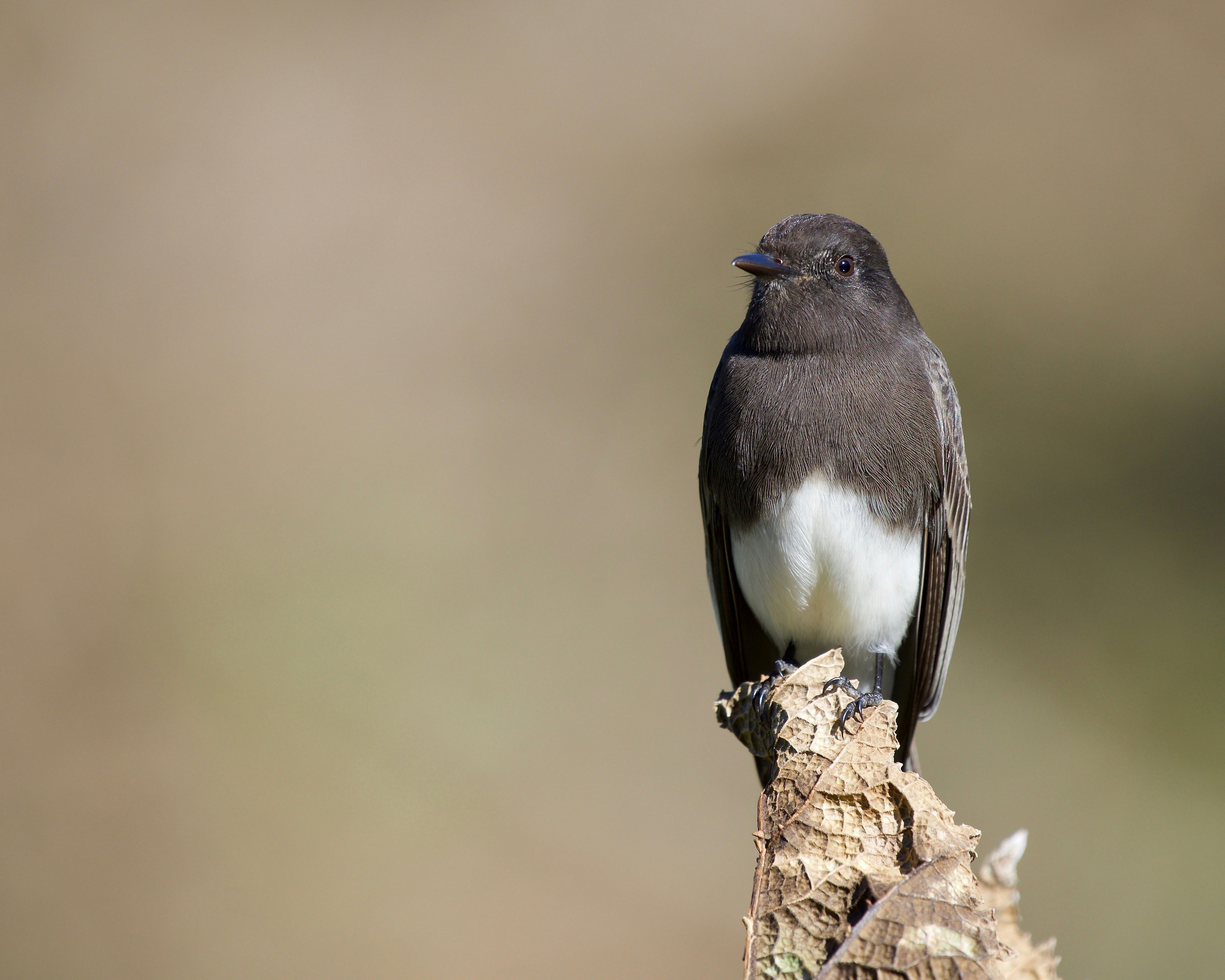 Why the Black Phoebe Is Riverside’s Perfect Signature Bird