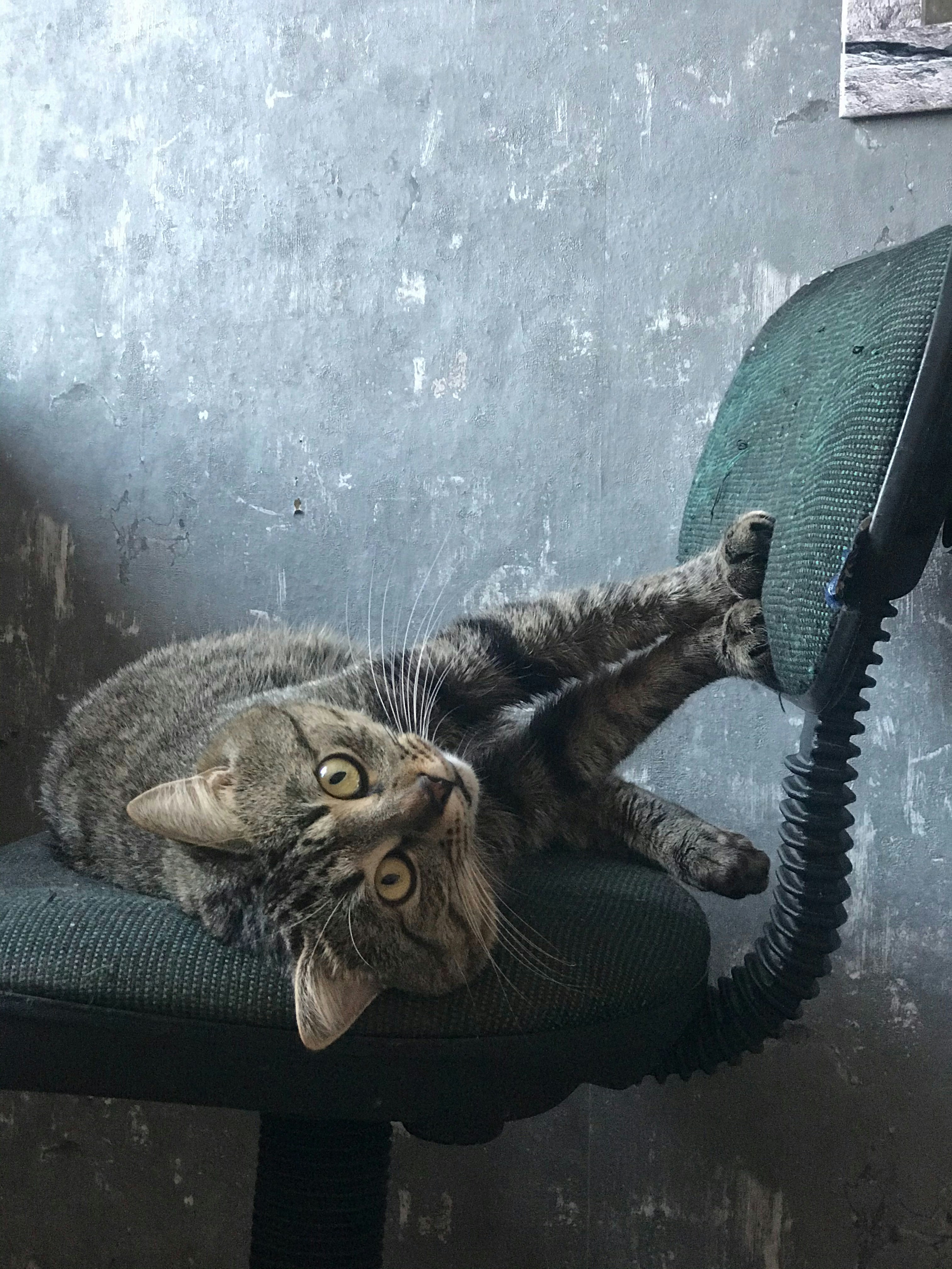 12. Furniture Clawing Frenzy (image credits: unsplash)