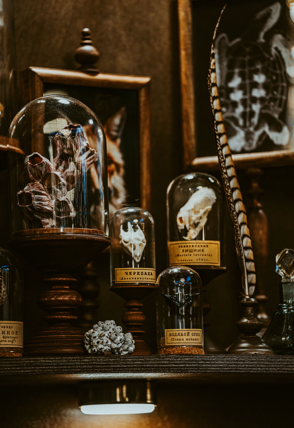 A display of specimens in glass domes.
