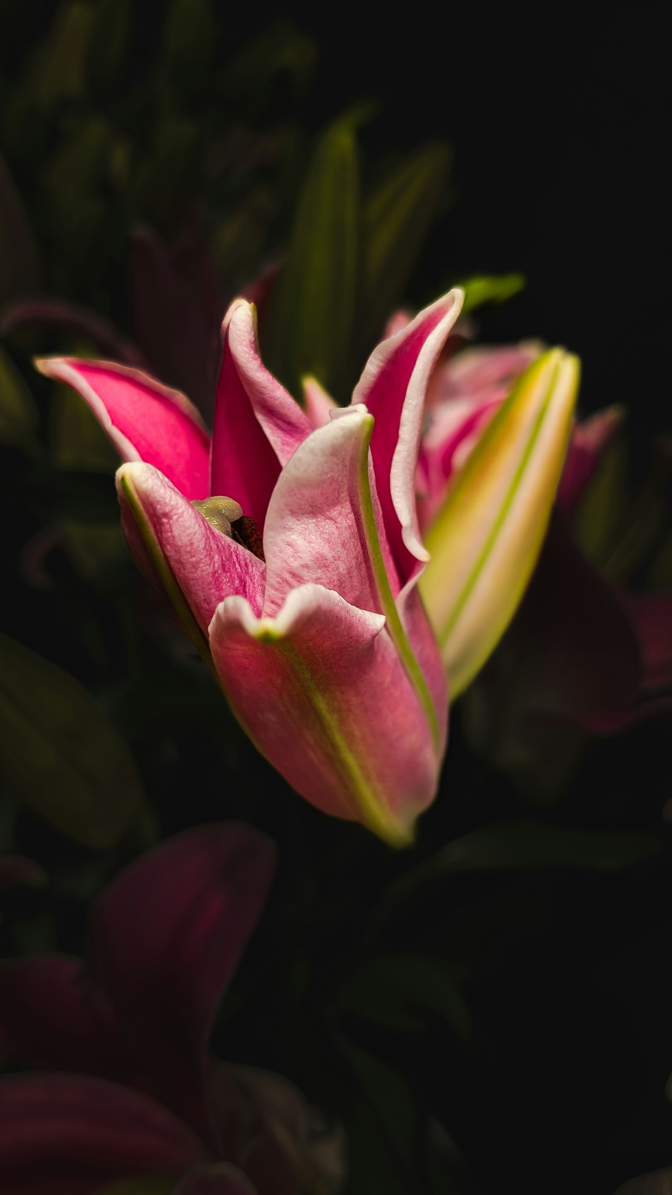 Photo by anamikaclicks_