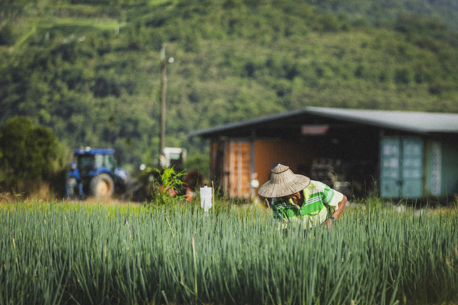 Farmer tending crops in a beautiful green field.