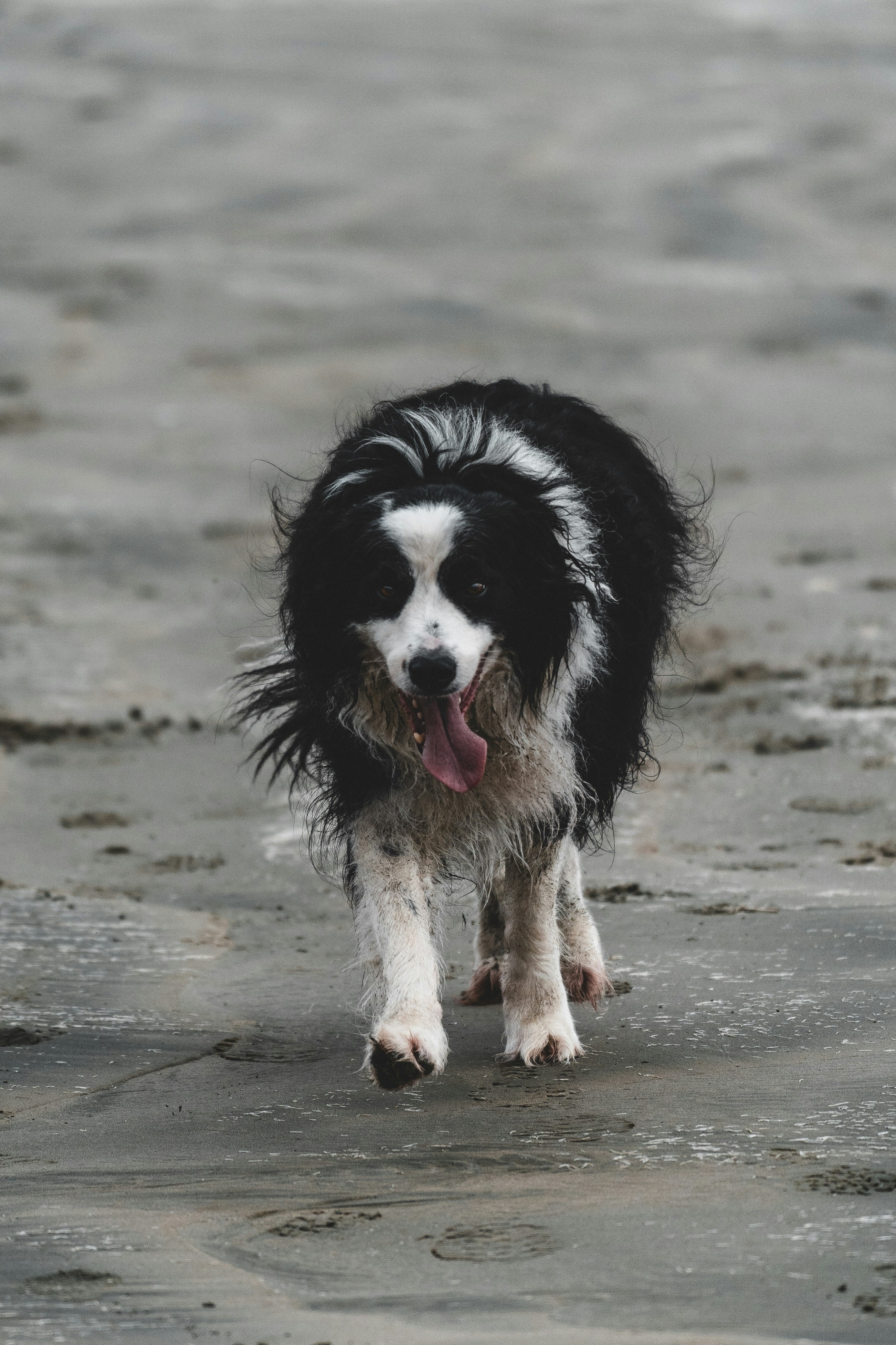 Un perro feliz camina hacia la cámara en la playa.