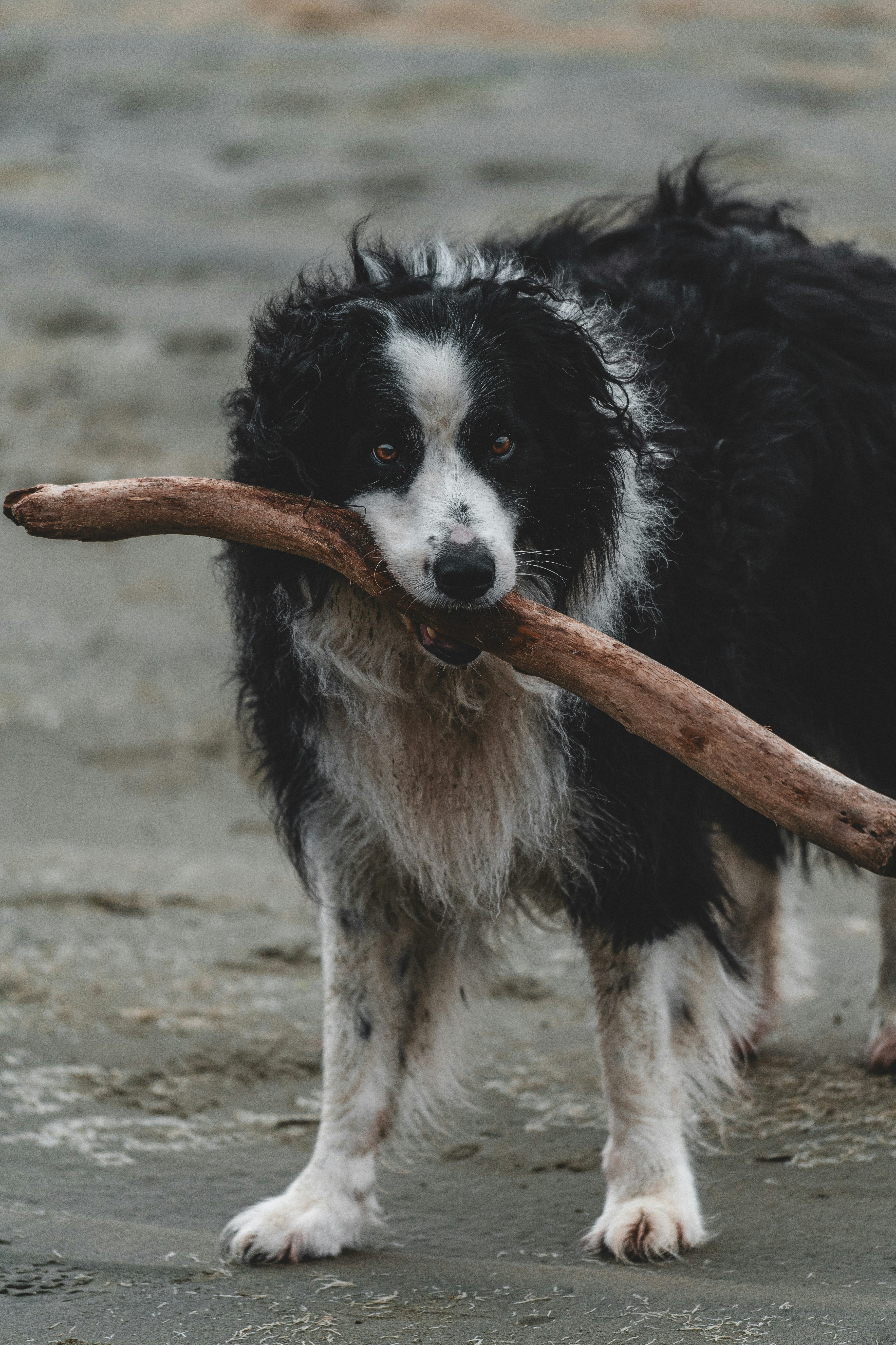 Un perro sostiene un palo en su boca.