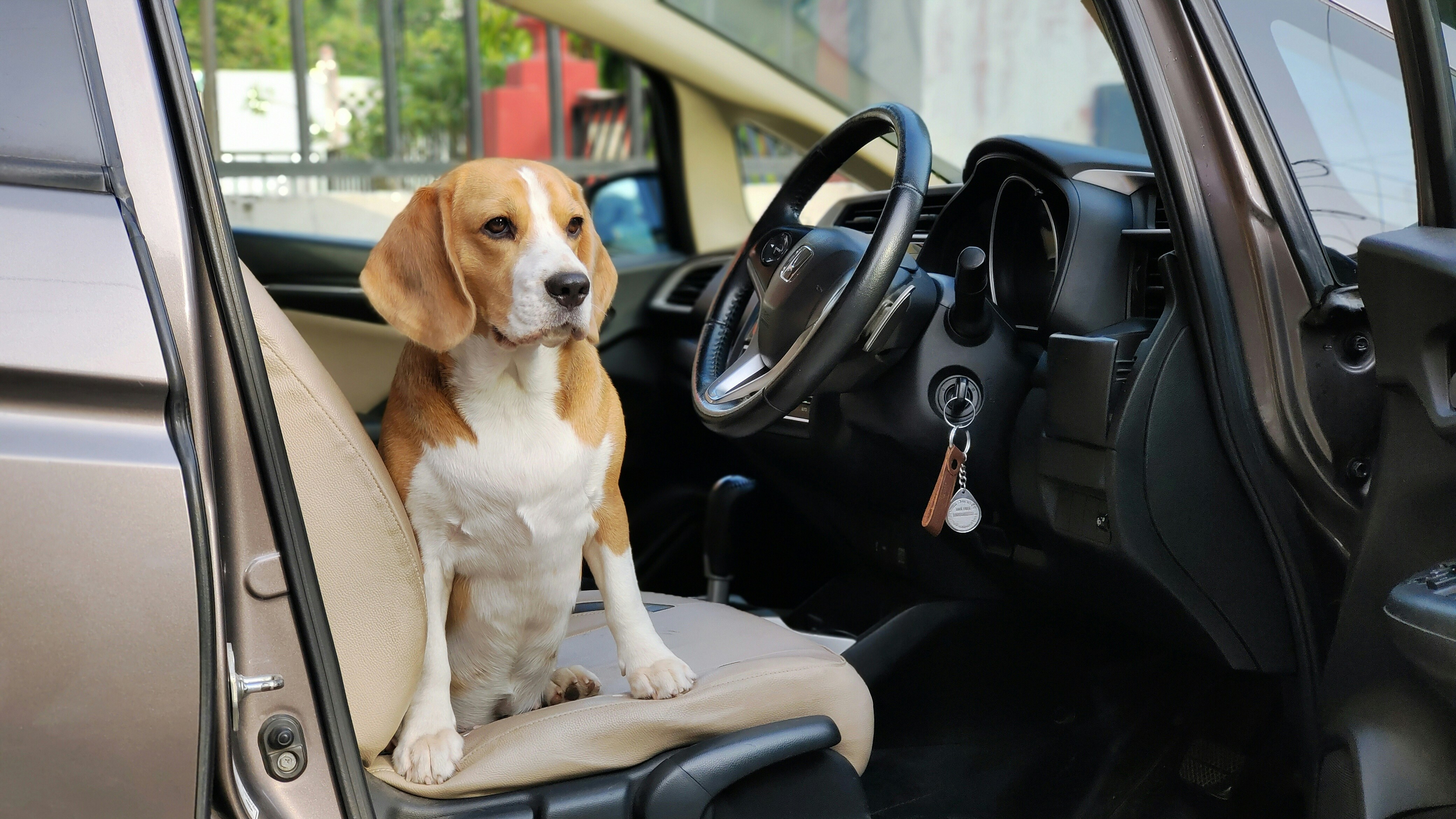 A beagle dog is sitting inside of a car.