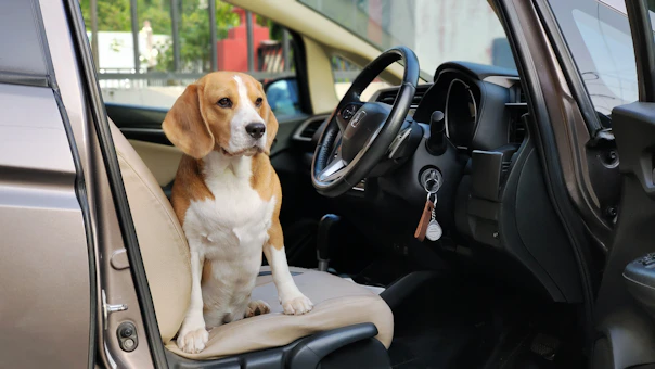 A beagle dog is sitting inside of a car.