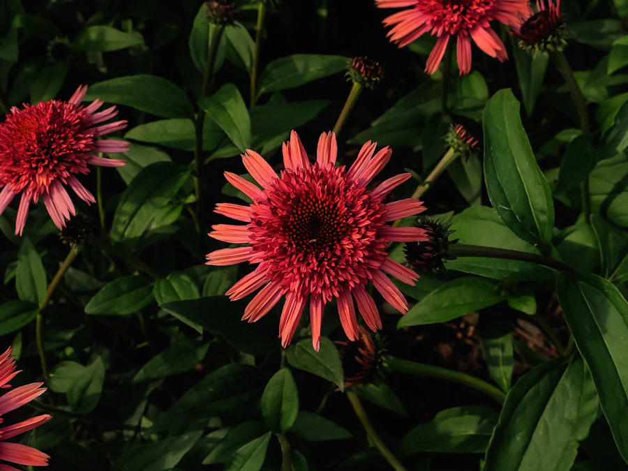 Pink coneflowers blooming among green leaves