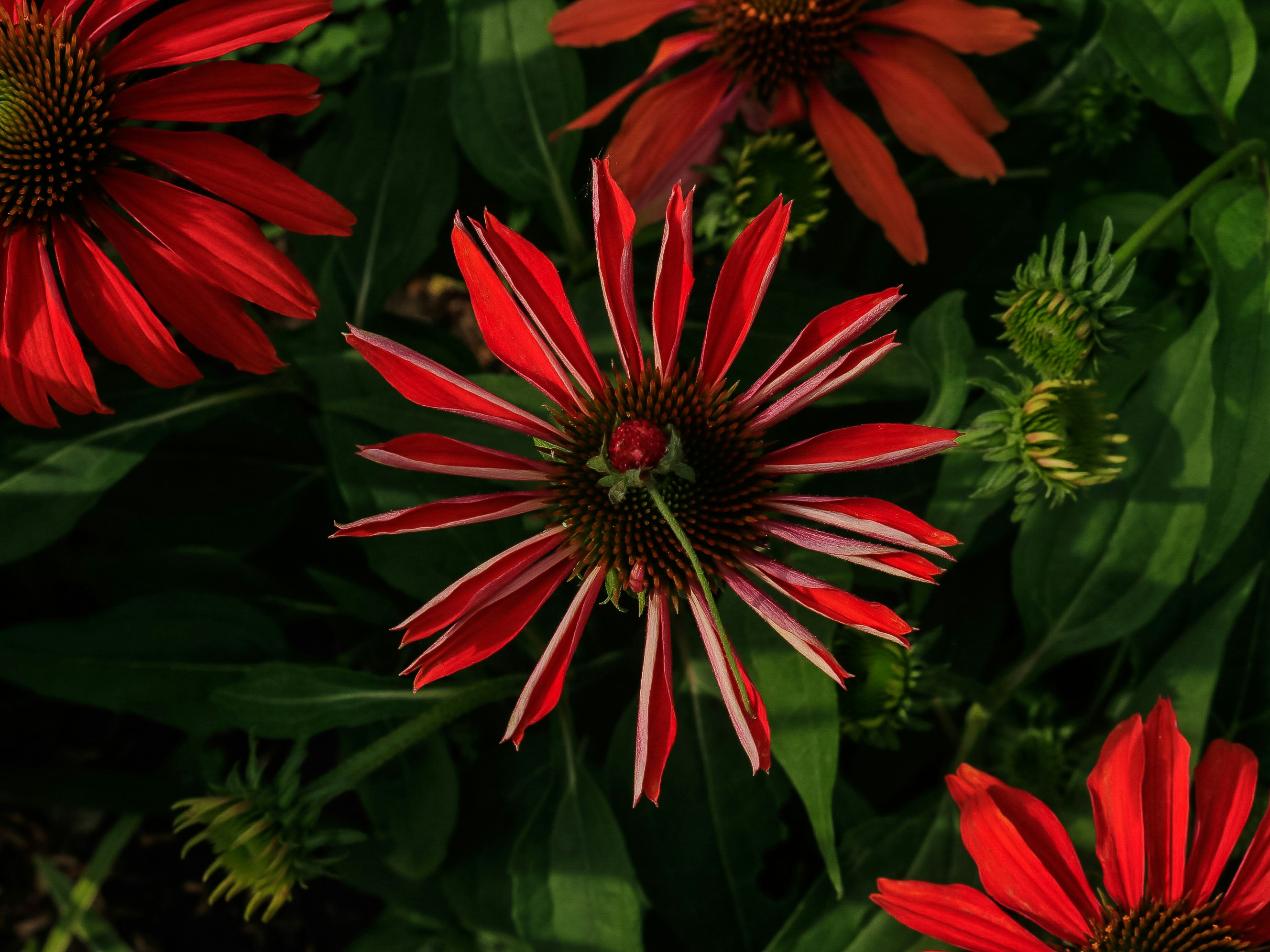 Vibrant red flowers stand out amidst green foliage.