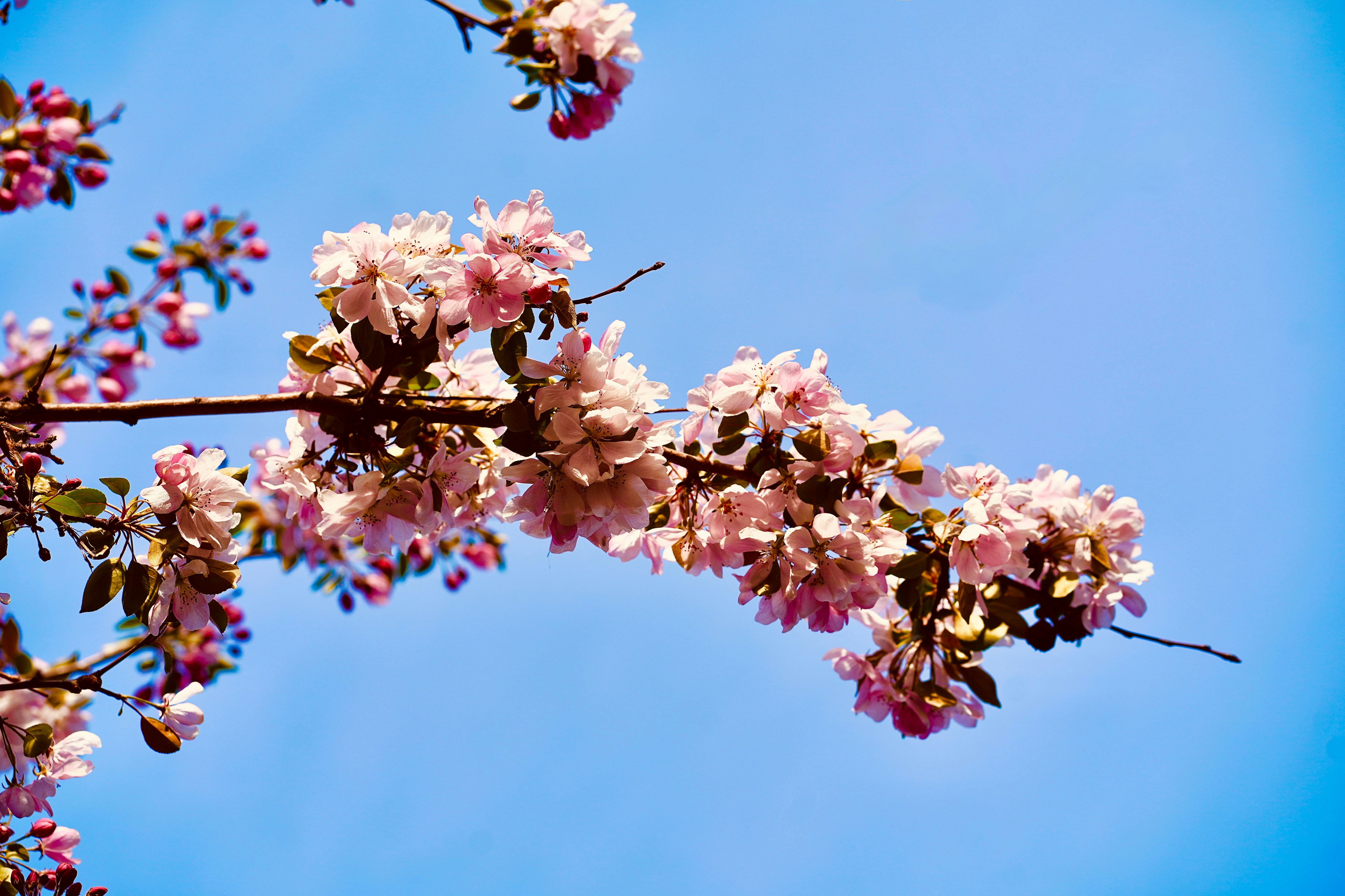 Photo by sangam_sharma