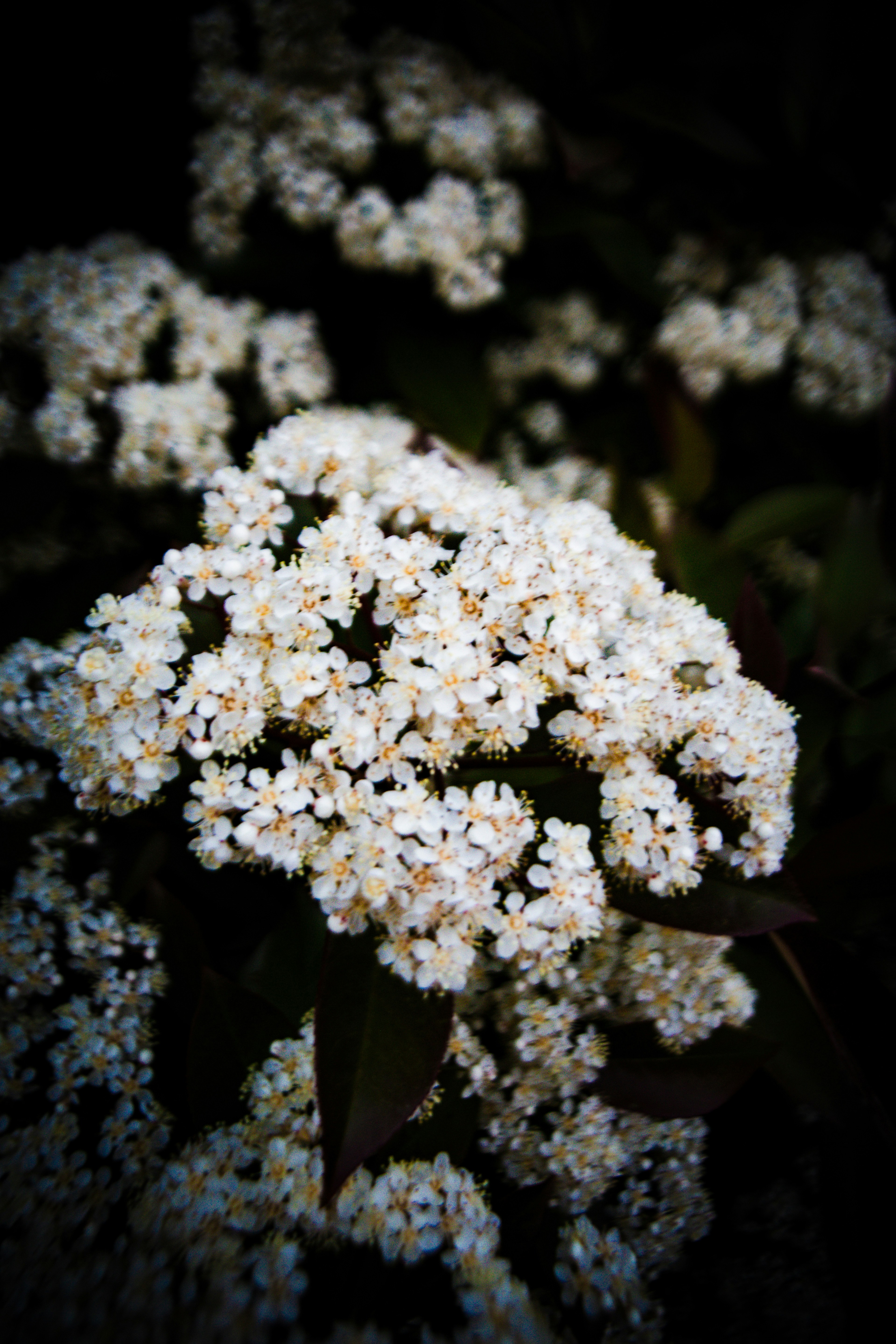 White flowers bloom in a dark, moody setting.