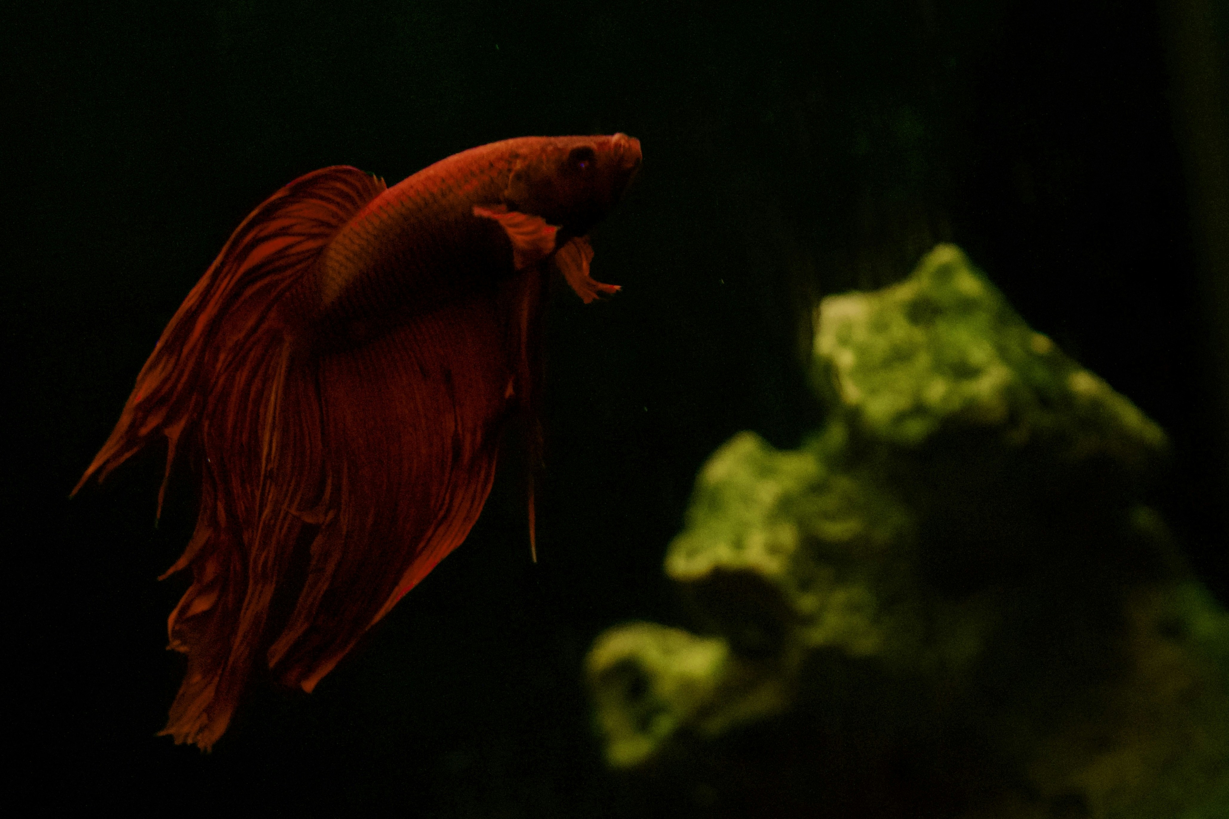 Photo by voroshilov_k