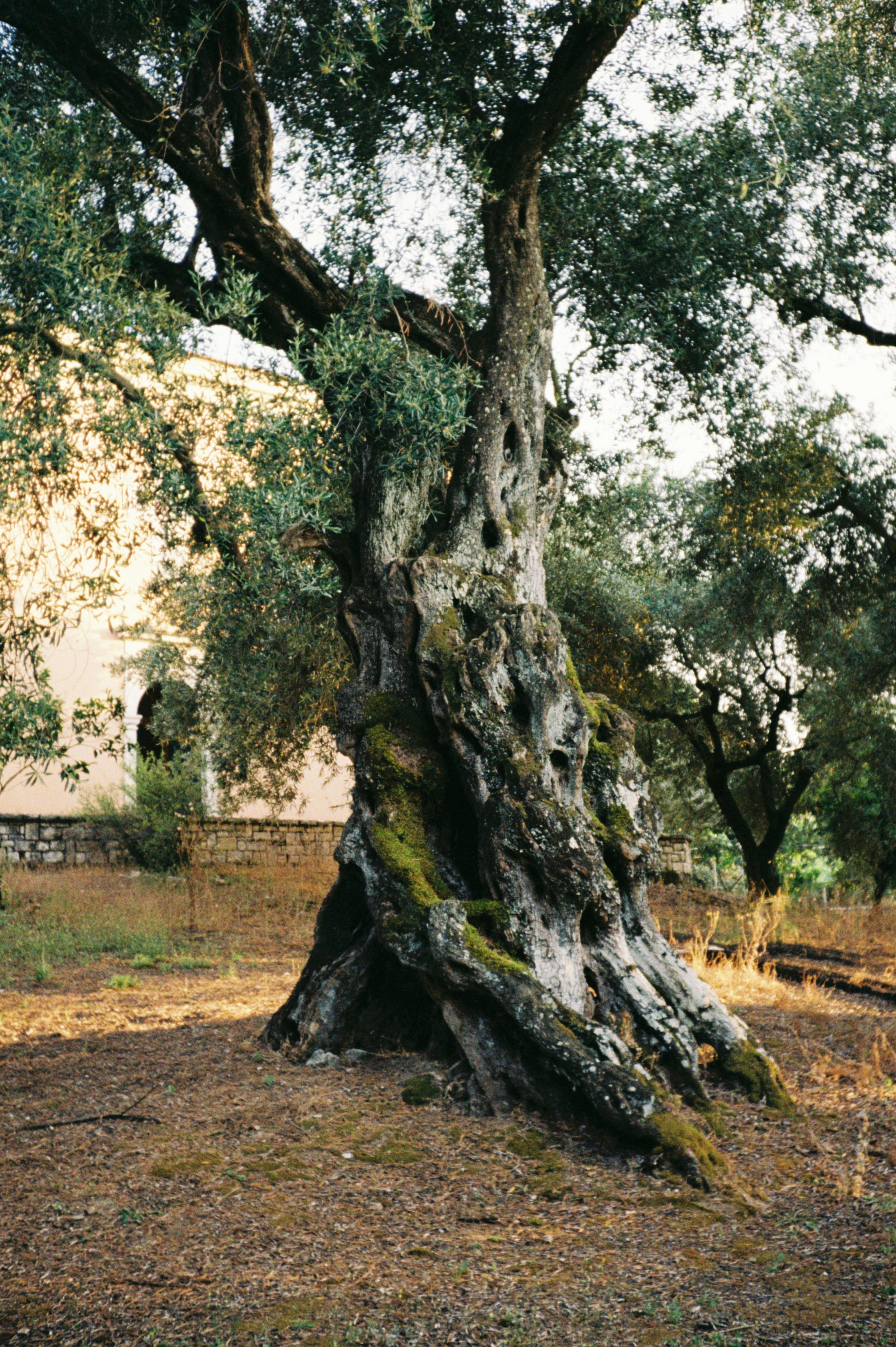 A giant, gnarled olive tree stands in a field.