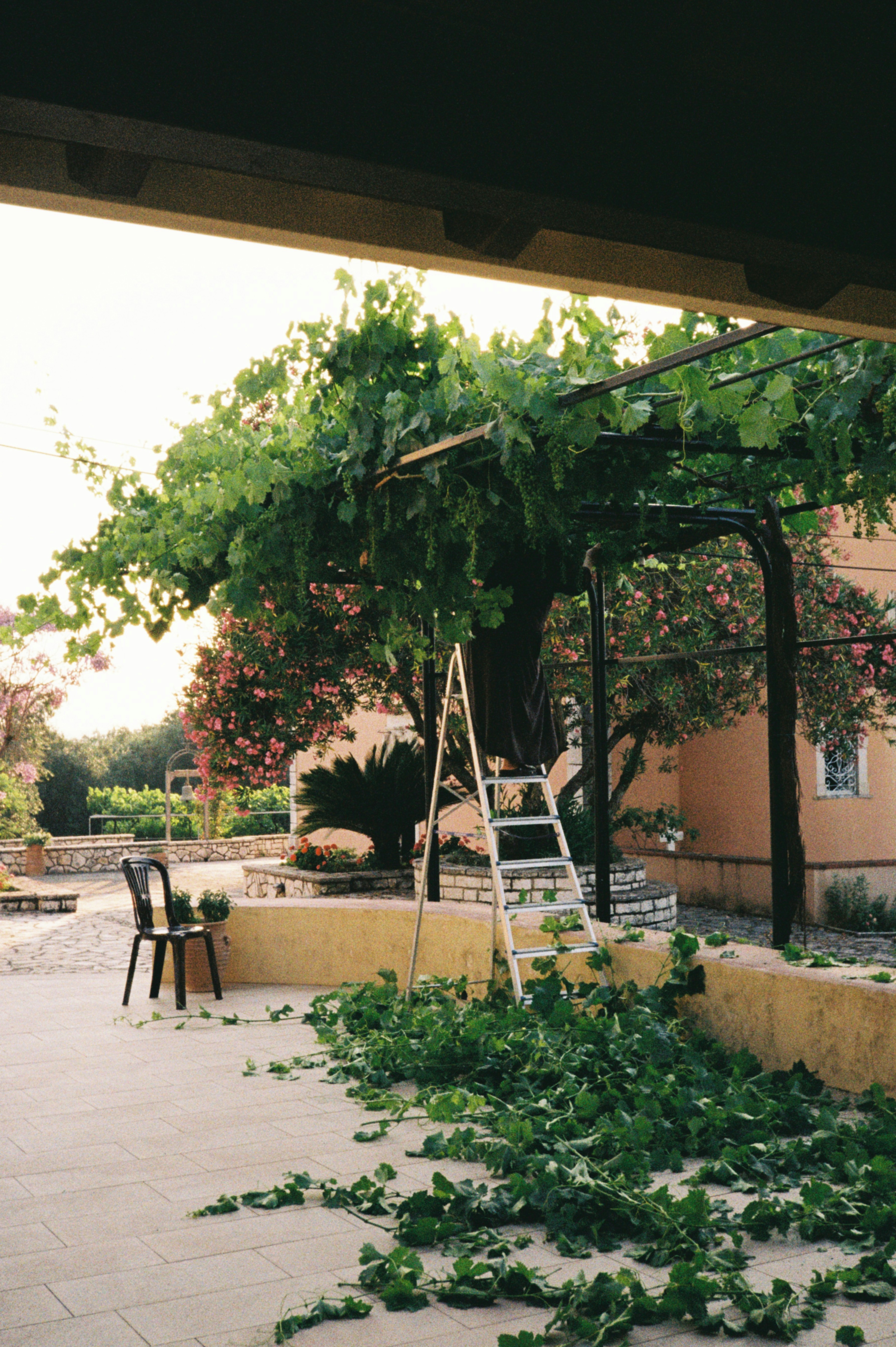 Leaves lie on the ground after pruning the vine.