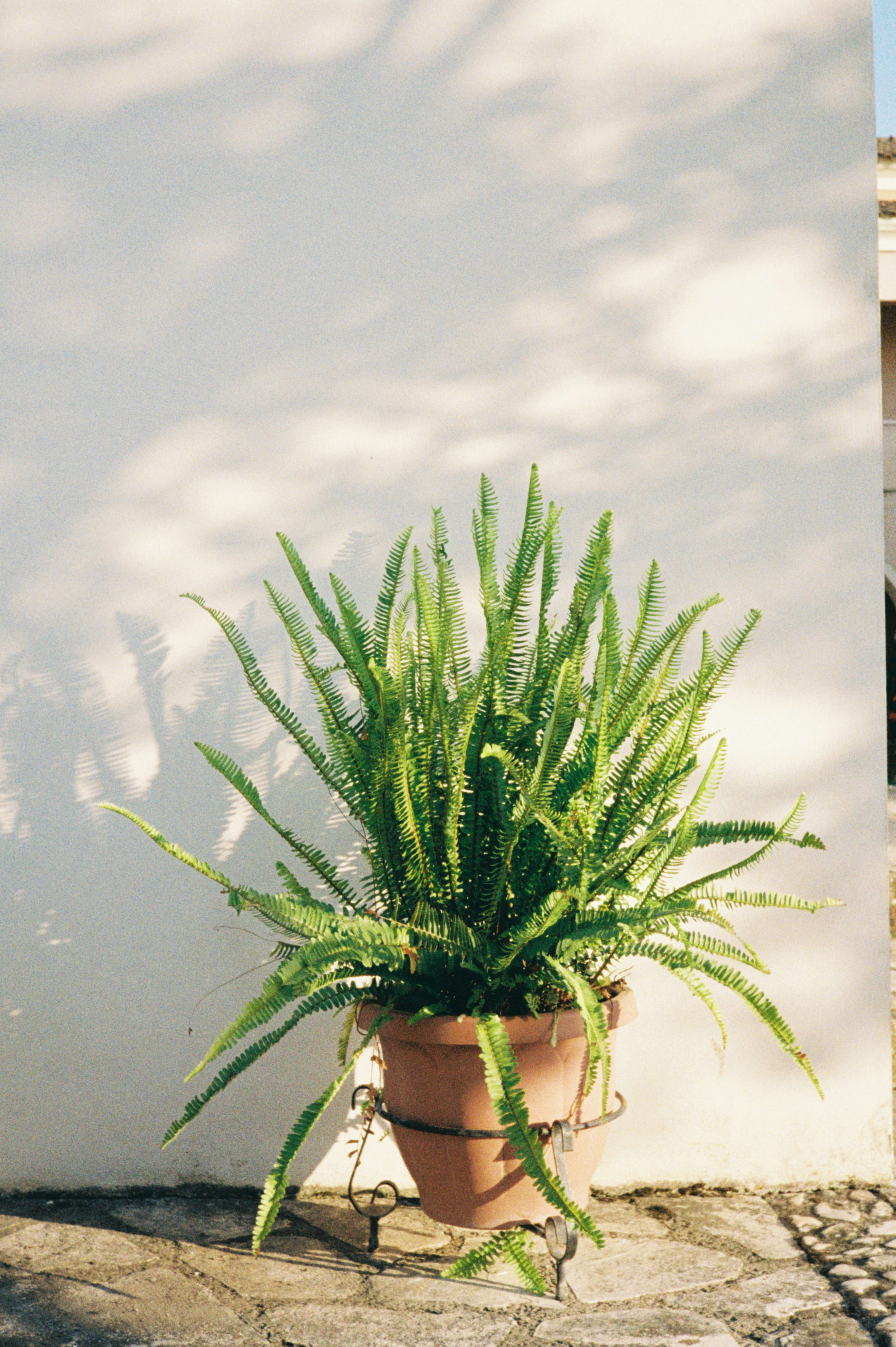 A potted fern is in front of a white wall.