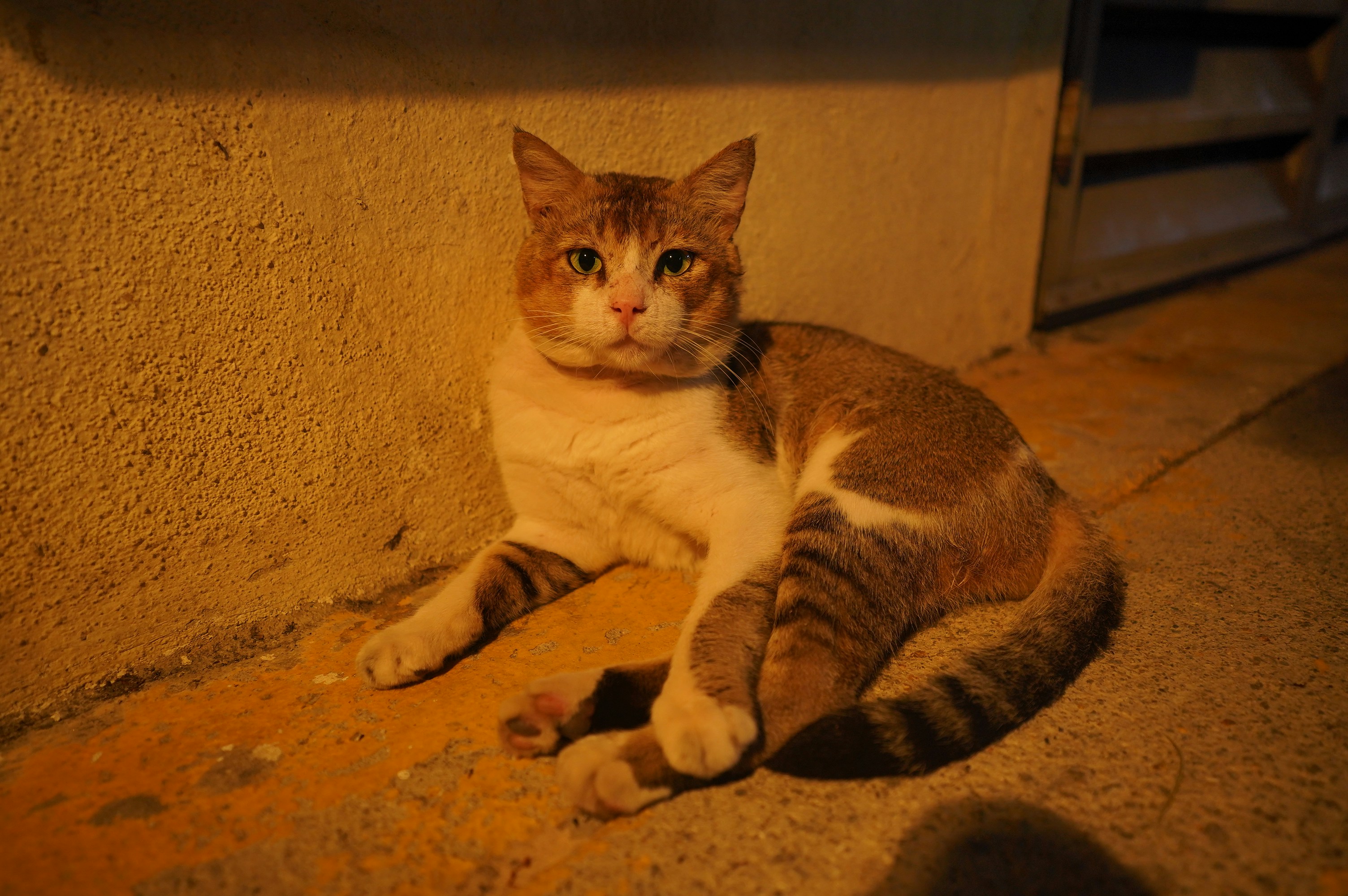 A cat is relaxing on the ground.