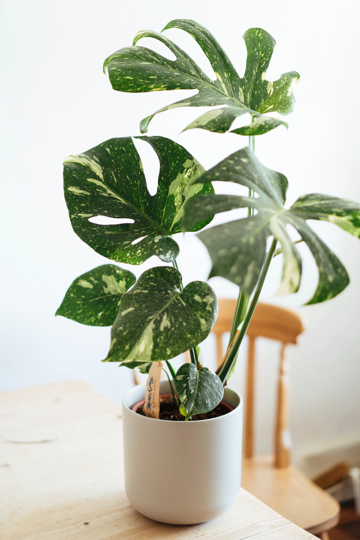 Plantas de interior de coleccionista: cuáles merecen la pena (y por qué)