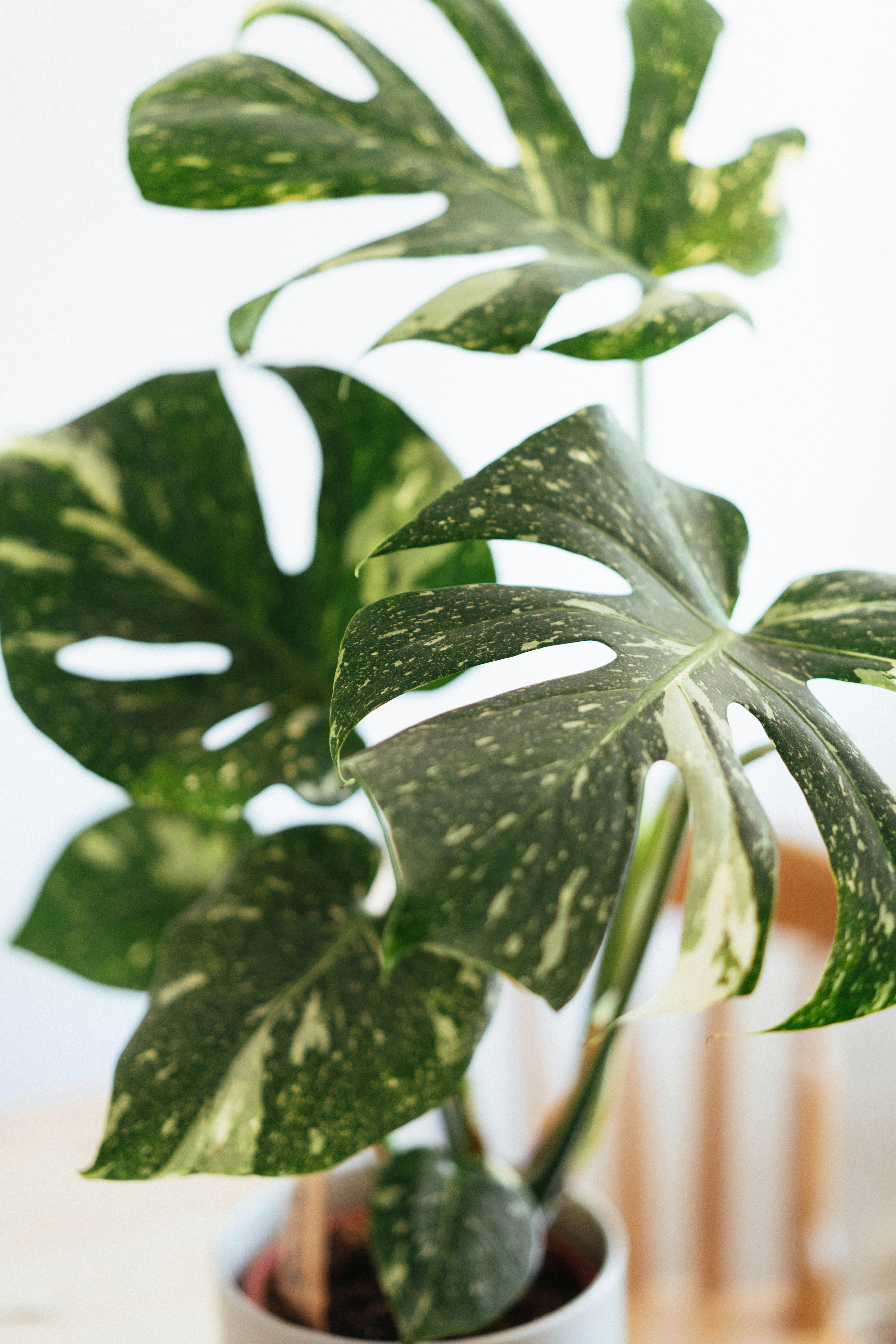 Photo by philhearing