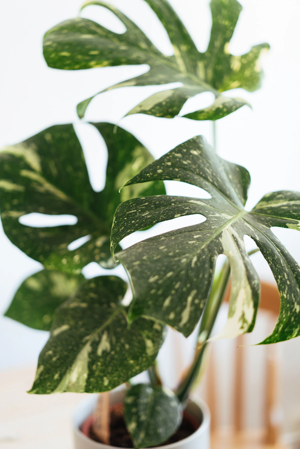 Monstera Obliqua