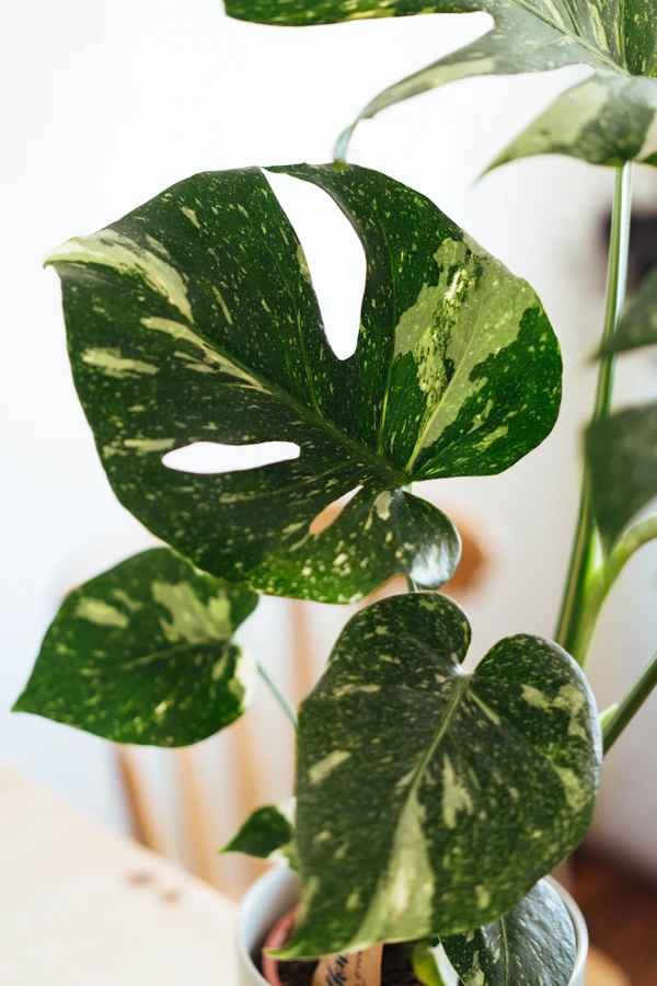 Week 6 — First new leaf