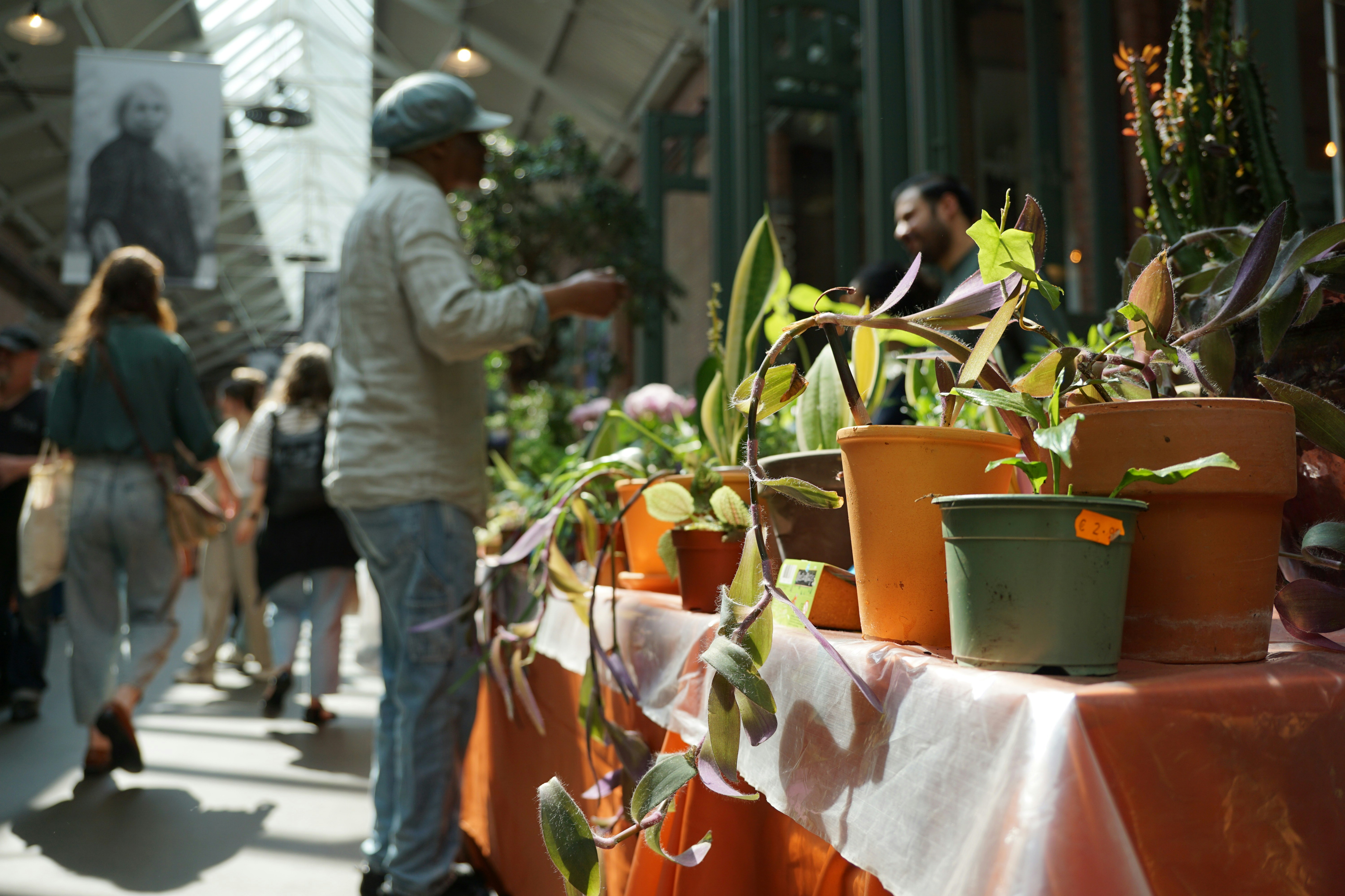 Indoor market plants