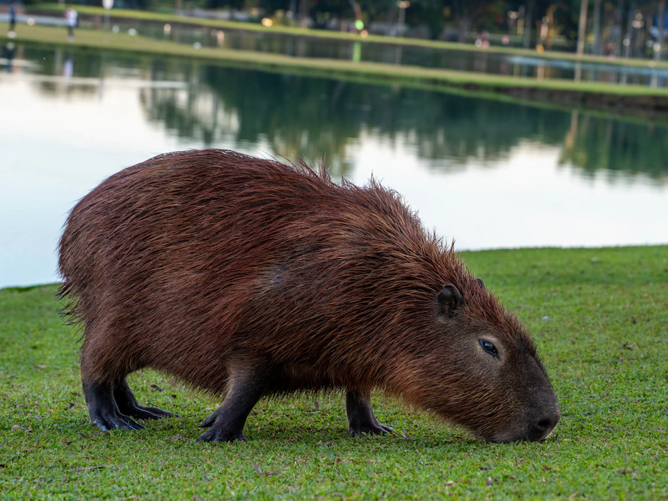 Brown rodent stands on grassy field, facing away, with lush green grass in front