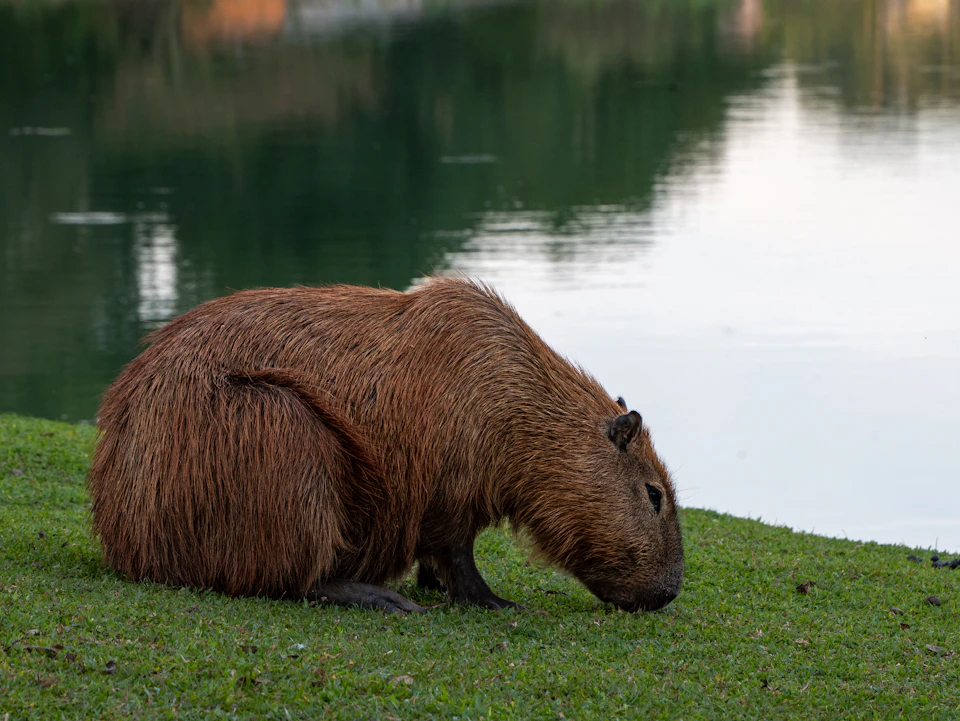 In a serene setting, a brown capybara is captured in a moment of tranquility on a grassy bank by a body of water. The capybara, with its distinctive brown fur and large ears, is facing away from the camera, giving us a clear view of its profile. It's sitting comfortably on the lush green grass, which contrasts beautifully with the calm waters that surround it. In the background, there are trees visible, adding depth to the scene and creating a sense of being in nature.