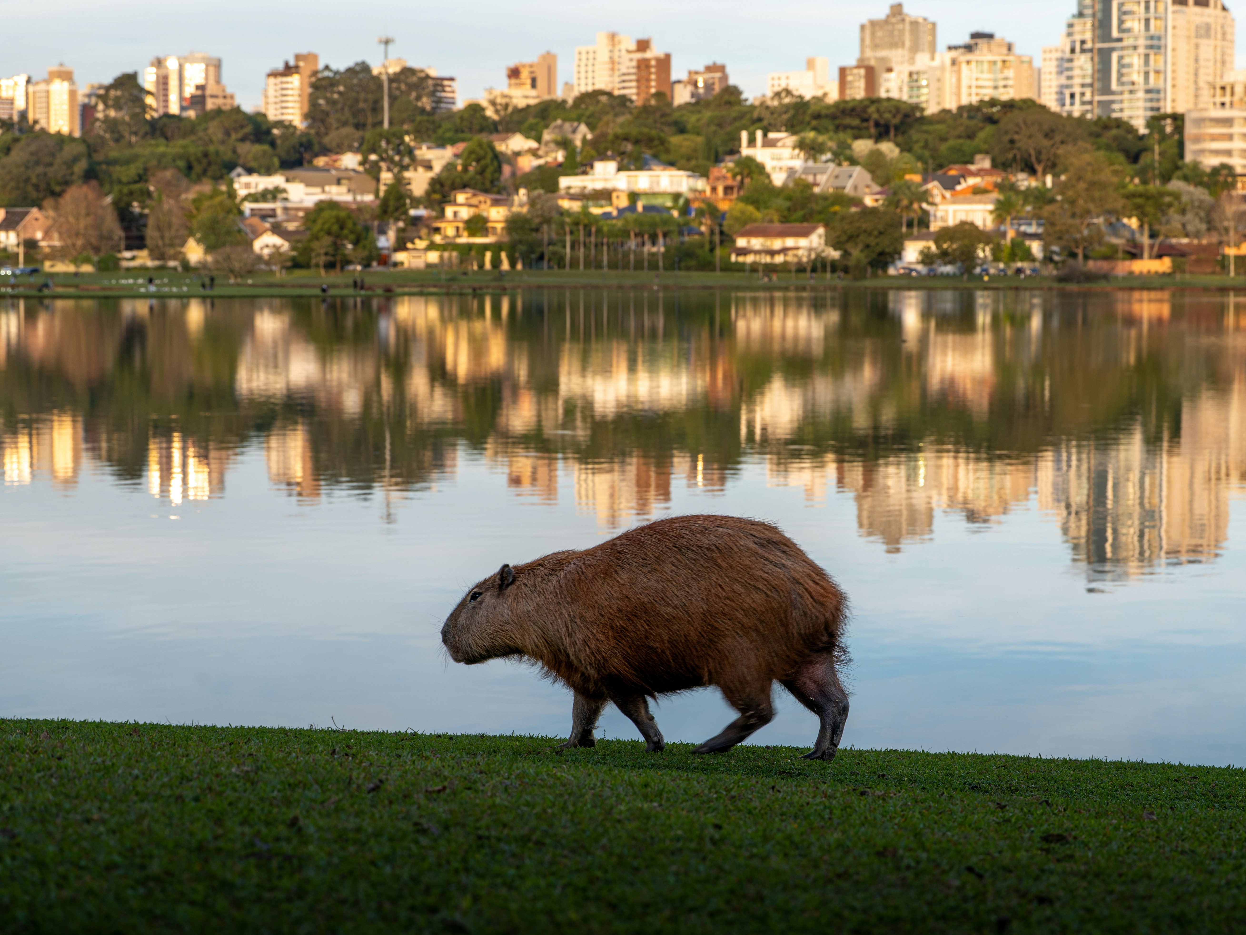A capybara walks near a reflective lake and city.