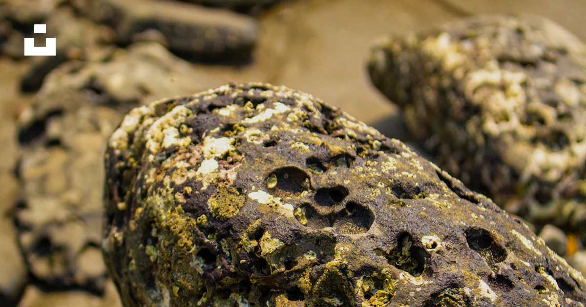 Porous Sea Rocks Close-up of porous rocks on a beach. photo – Free Rocks Image on Unsplash