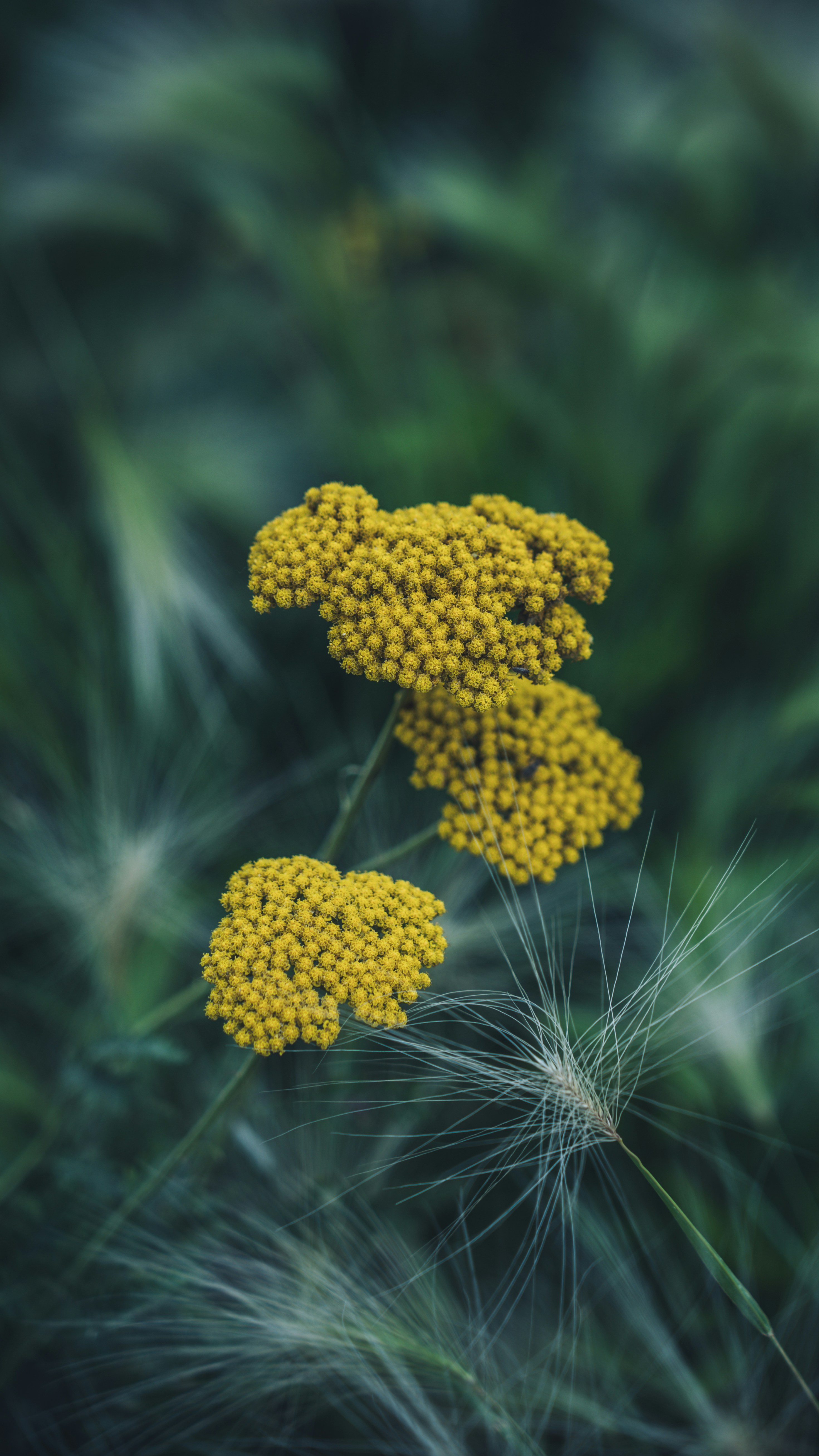 Yellow flowers stand out in a field of green.