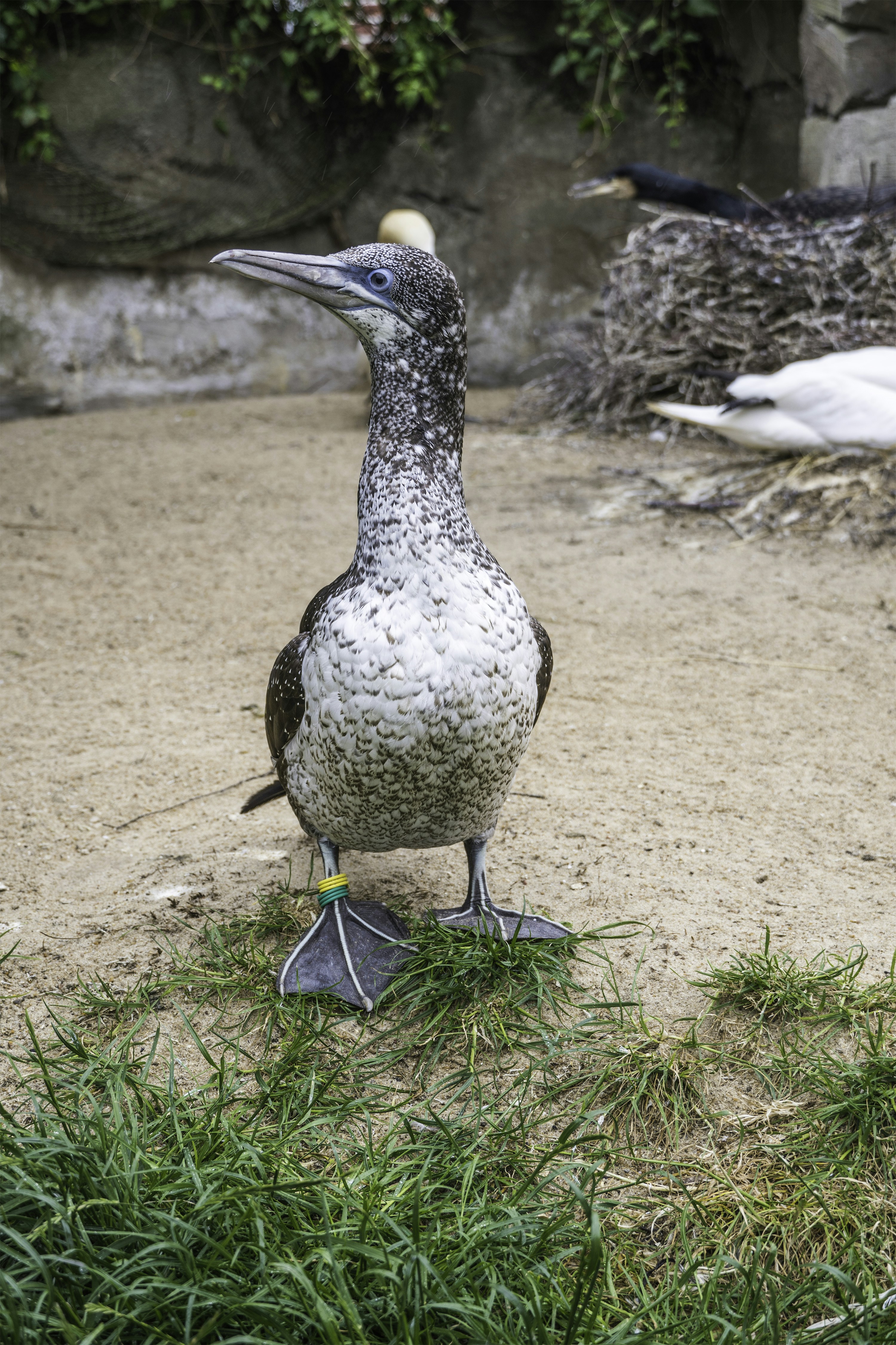 A cormorant stands in front of a sandy background.