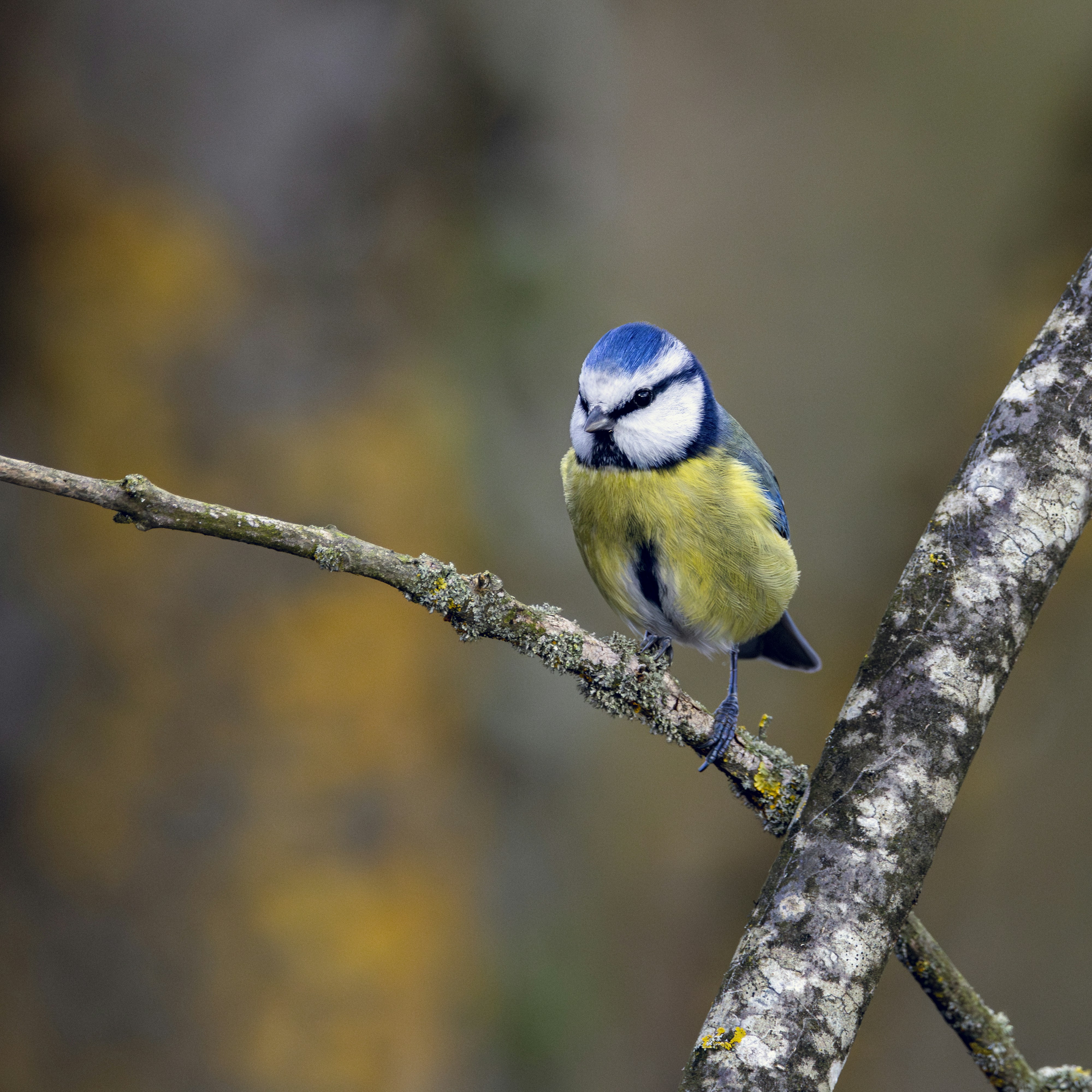 A blue tit perches on a branch.