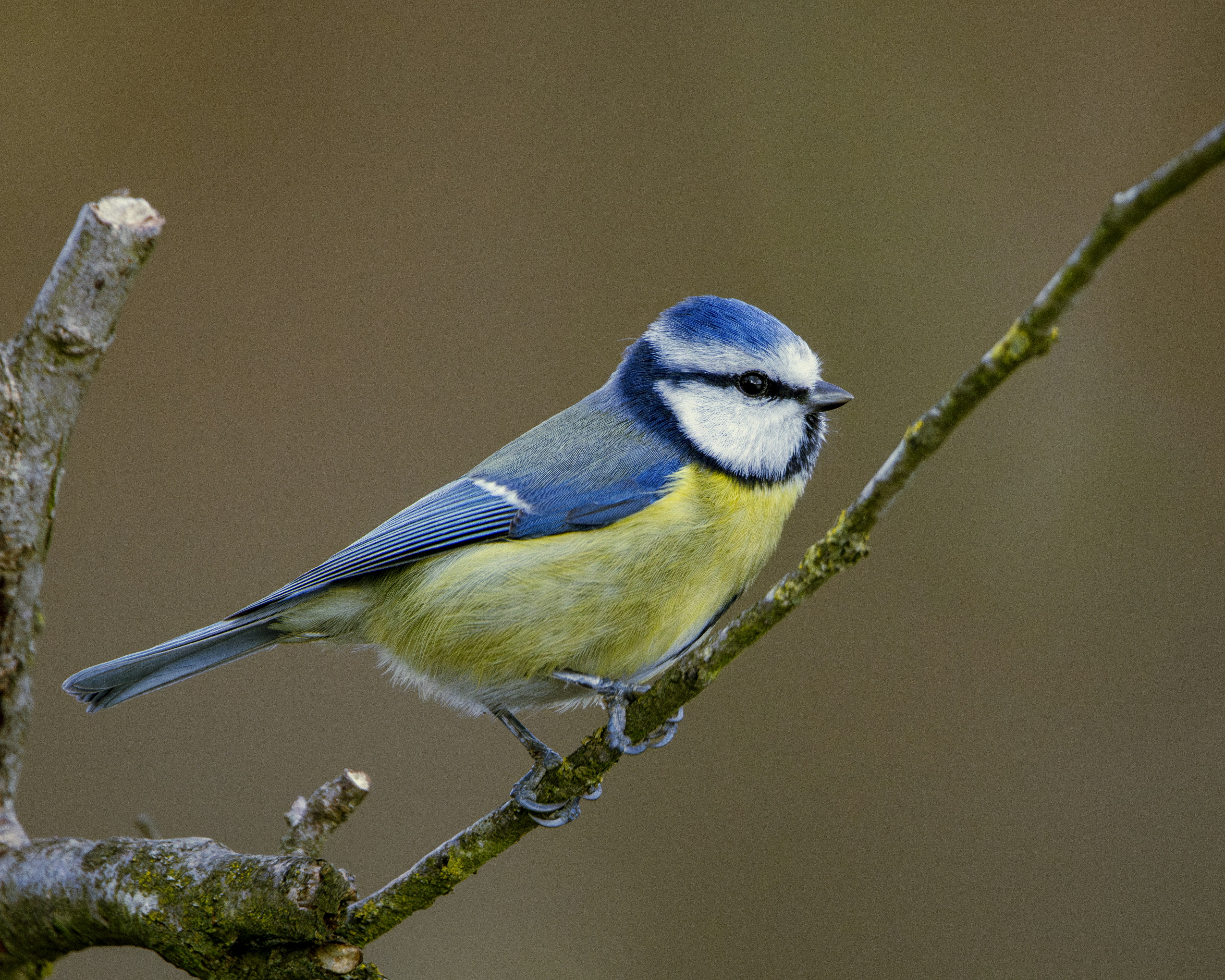 Photo by matthieur68