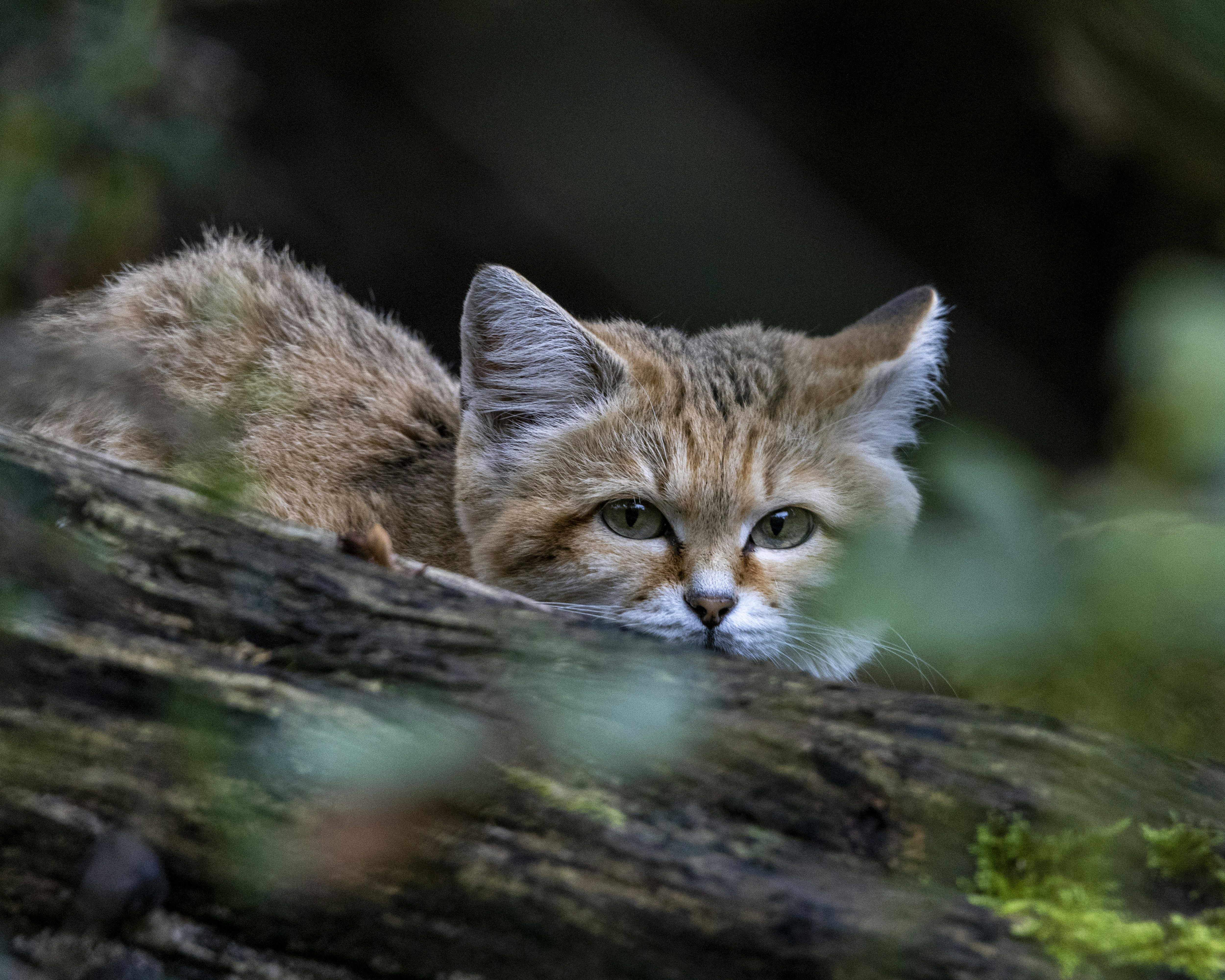 Photo by matthieur68