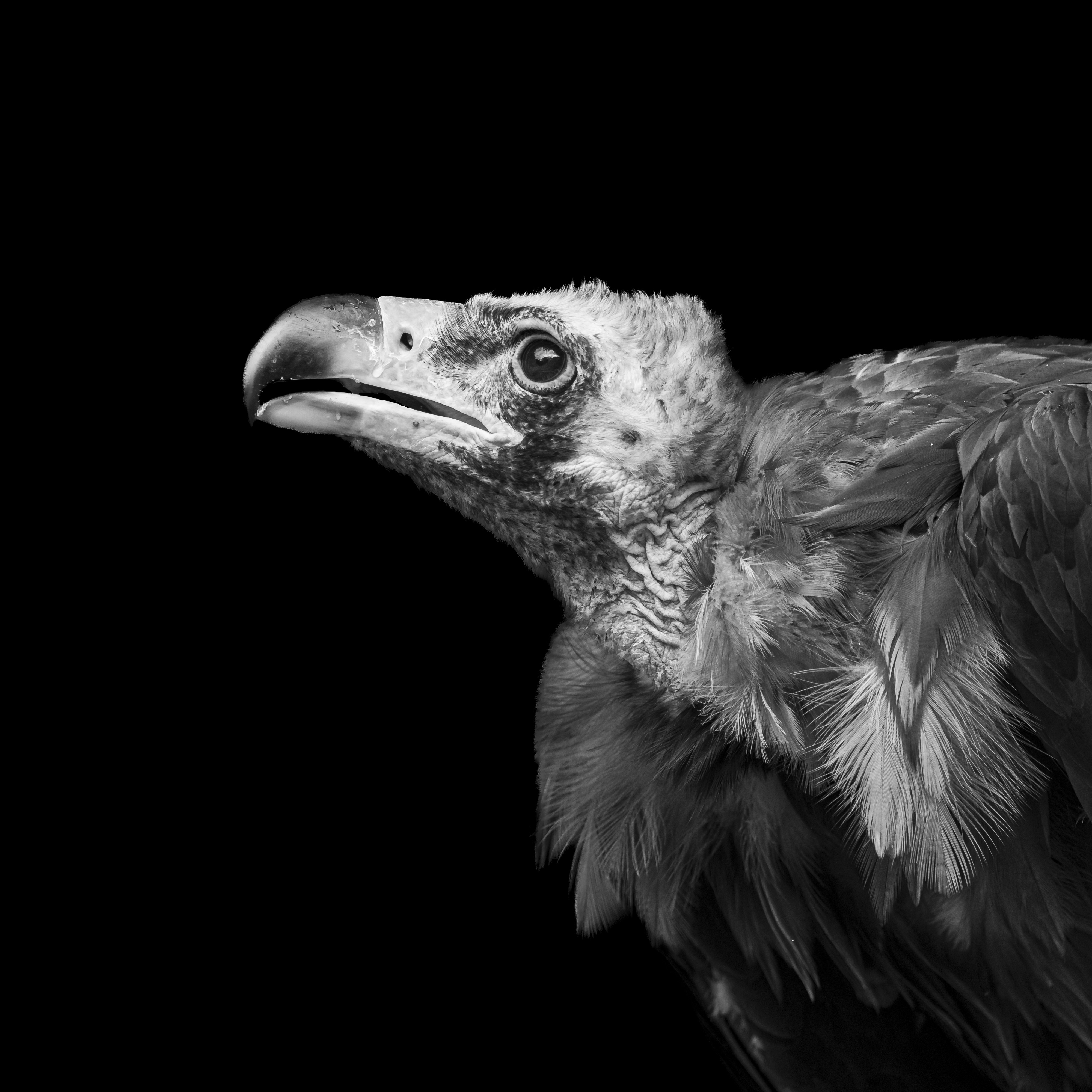 A vulture's head, in monochrome.